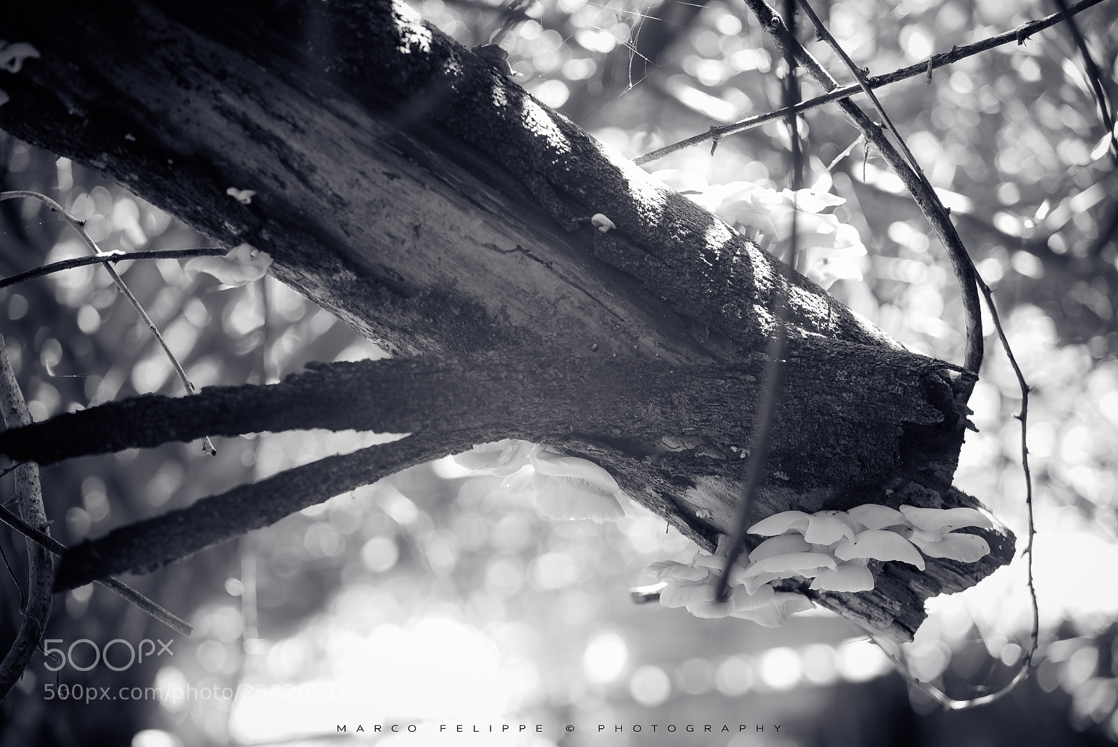 Sony a7S II sample photo. Noir #77 photography