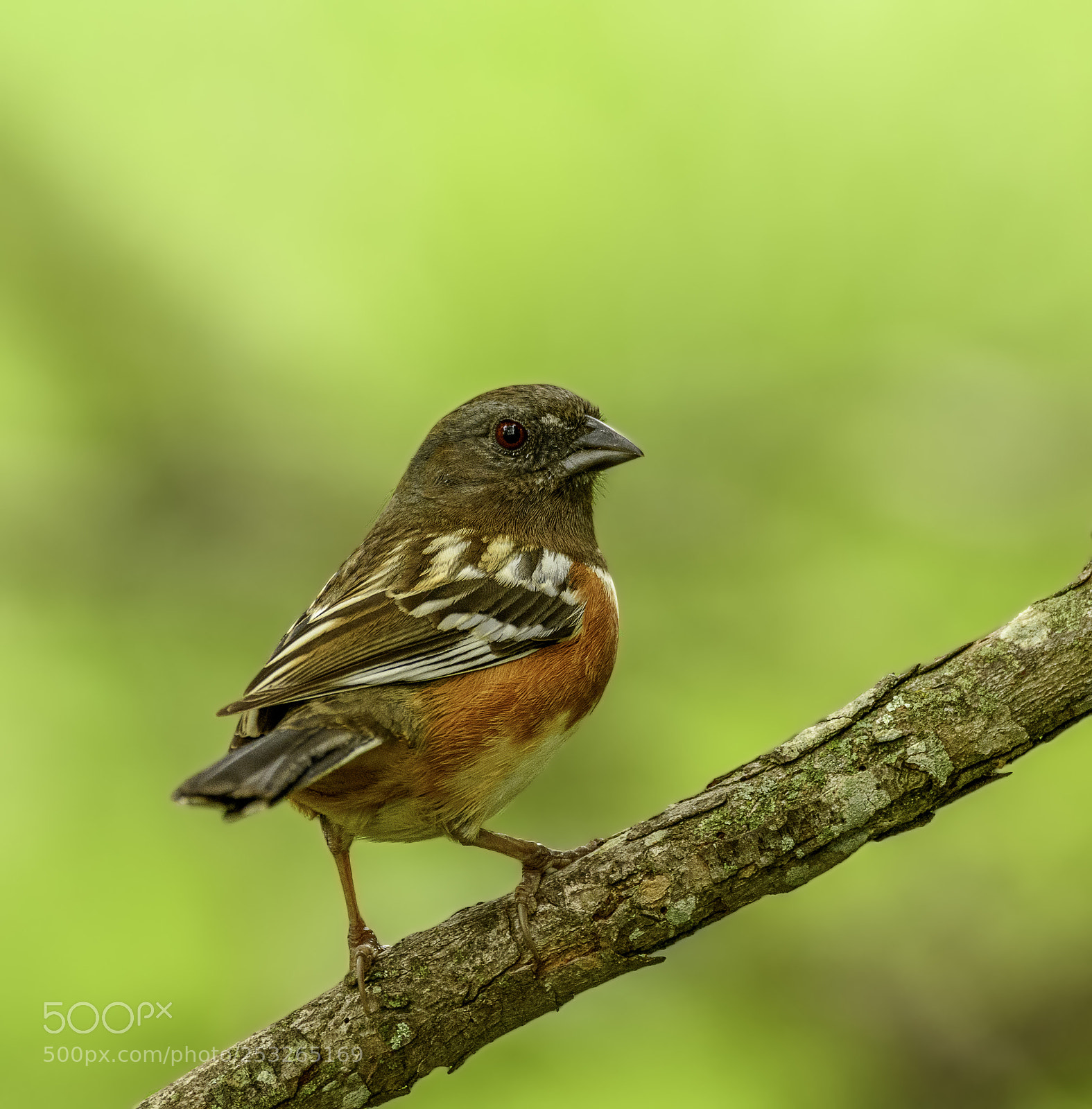 Nikon D7100 sample photo. Spotted towhee photography