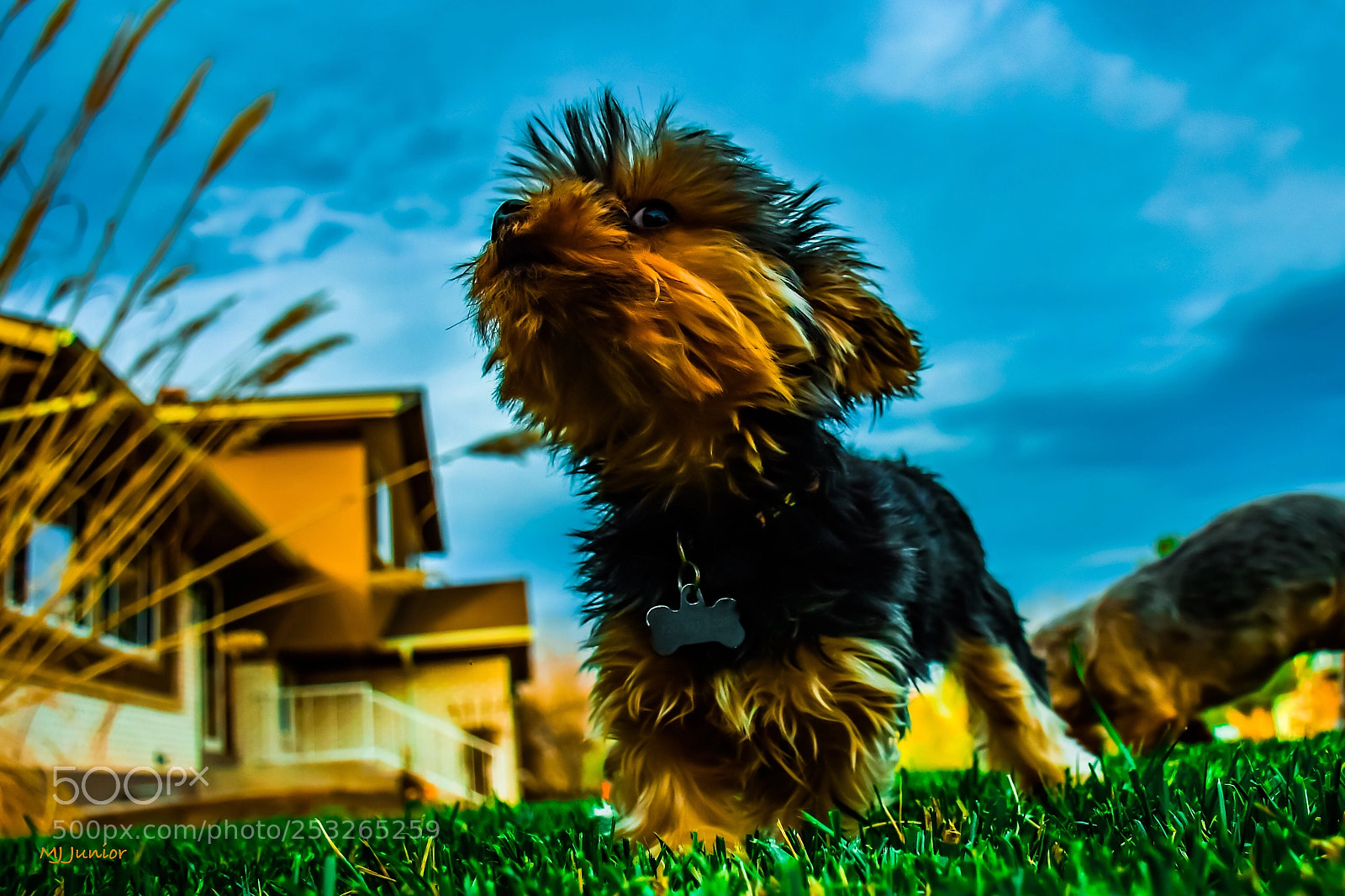 Nikon D7500 sample photo. Gator!!! photography