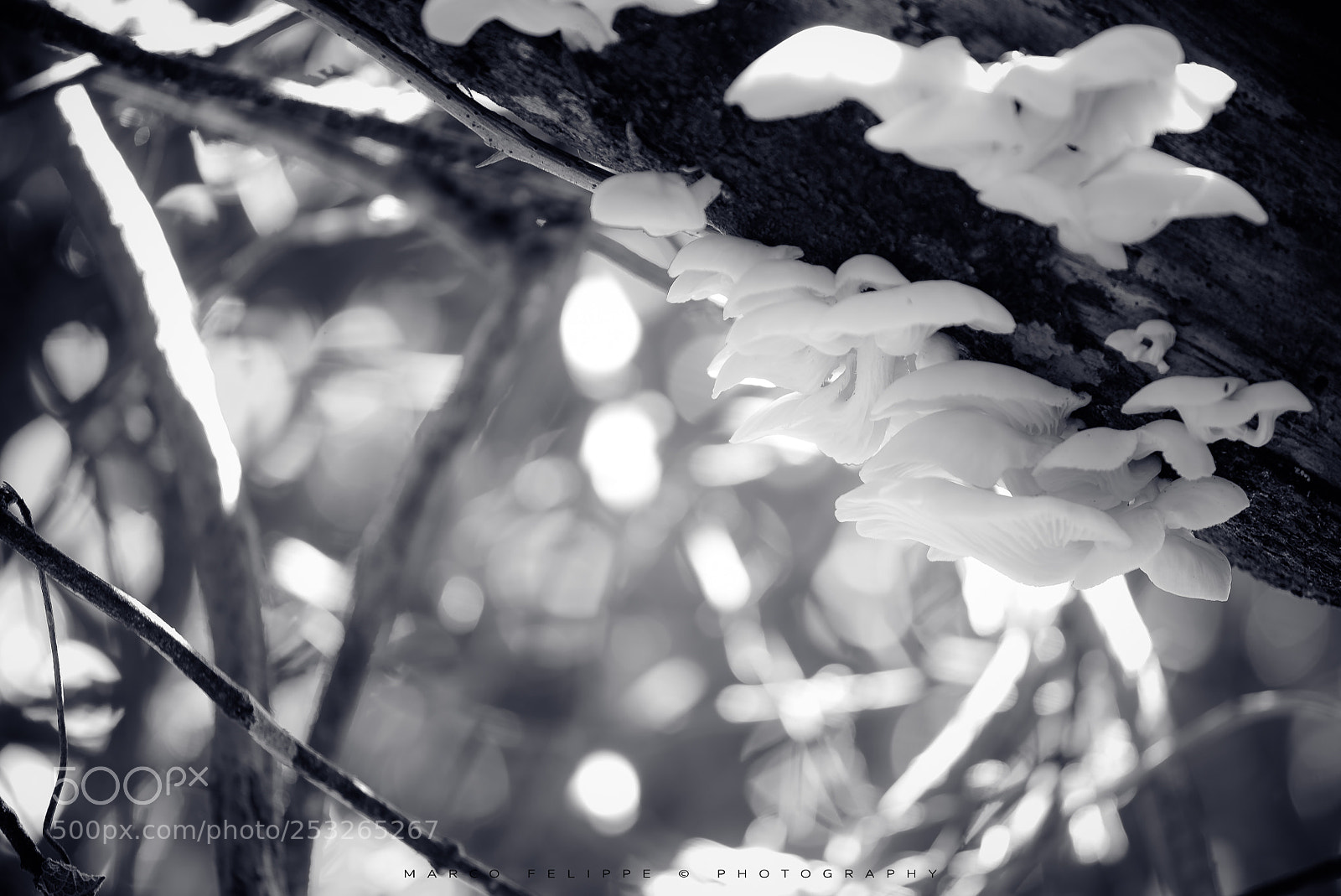 Sony a7S II sample photo. Noir #78 photography