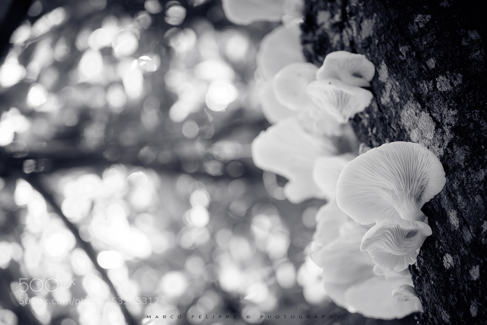 Sony a7S II sample photo. Noir #79 photography
