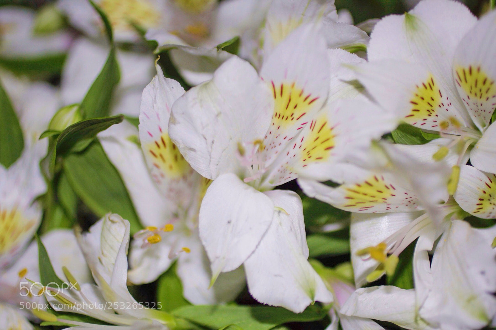 Canon EOS 40D sample photo. Peruvian lilly flower photography