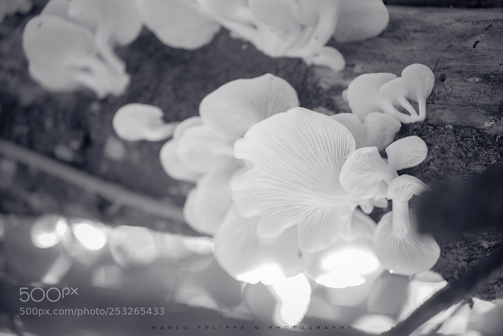 Sony a7S II sample photo. Noir #81 photography