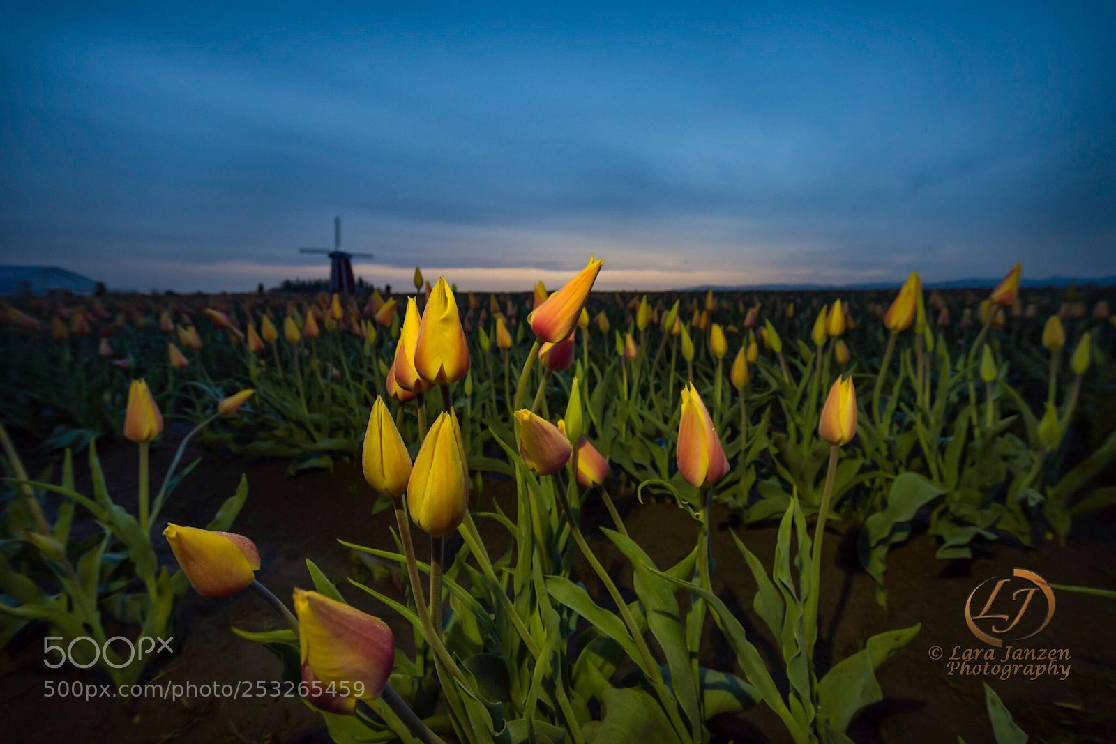Nikon D7200 sample photo. Blushing tulips in blue photography