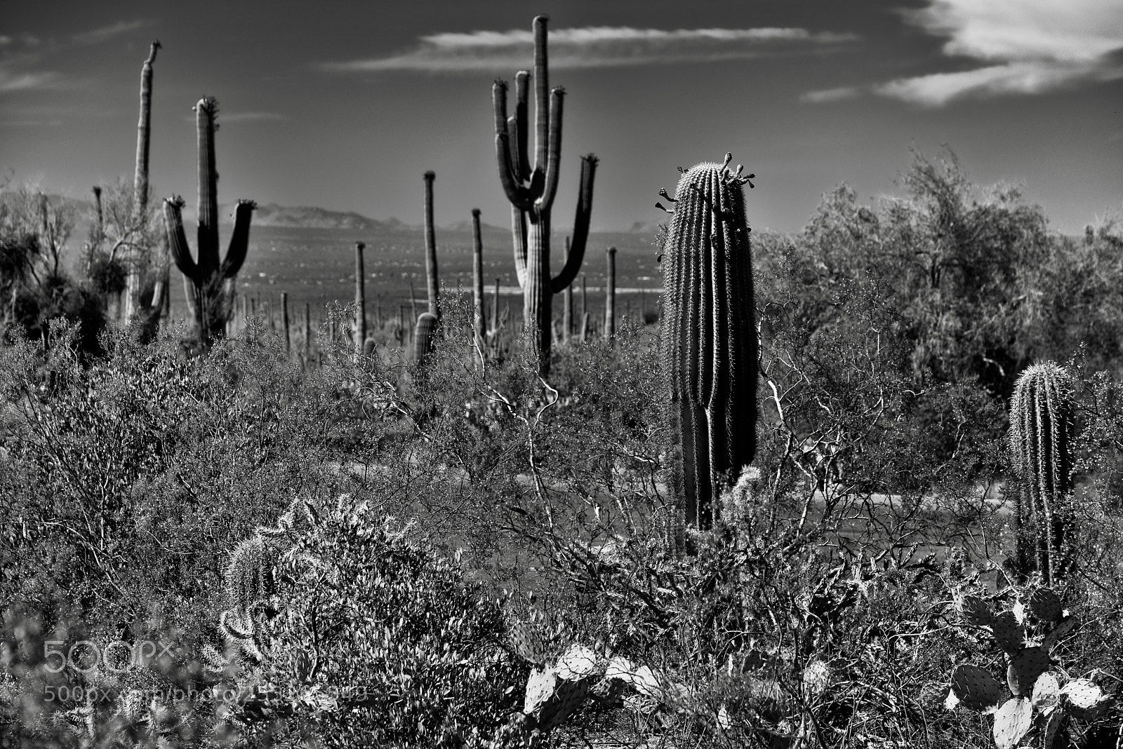 Nikon D800E sample photo. A parking lot view photography