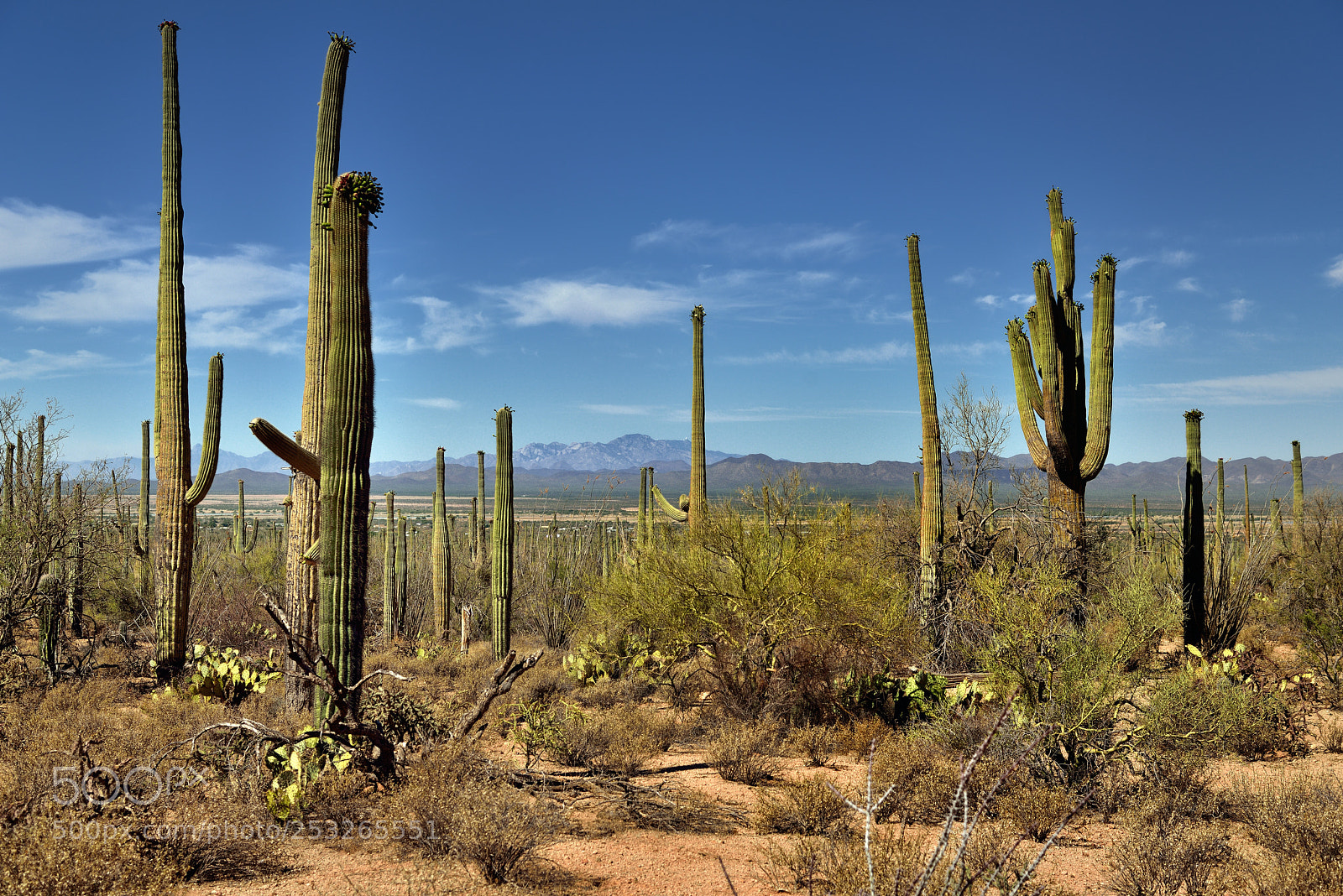 Nikon D800E sample photo. Desert landscape setting along photography