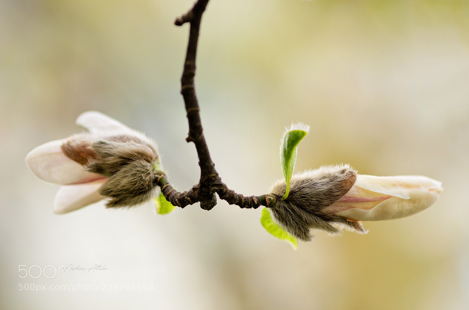 Nikon D7000 sample photo. Magnolia photography