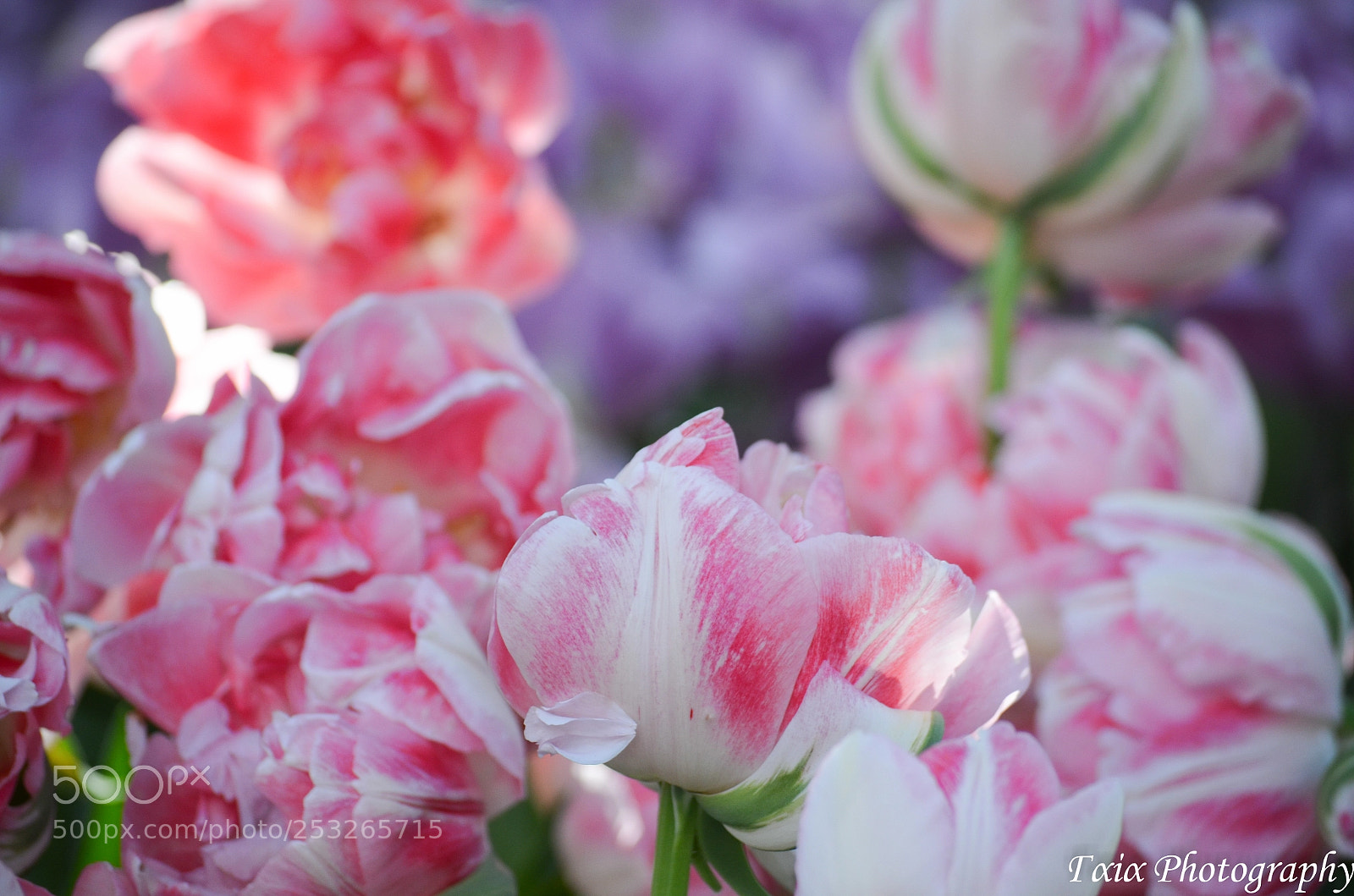 Nikon D5100 sample photo. Untitled photography