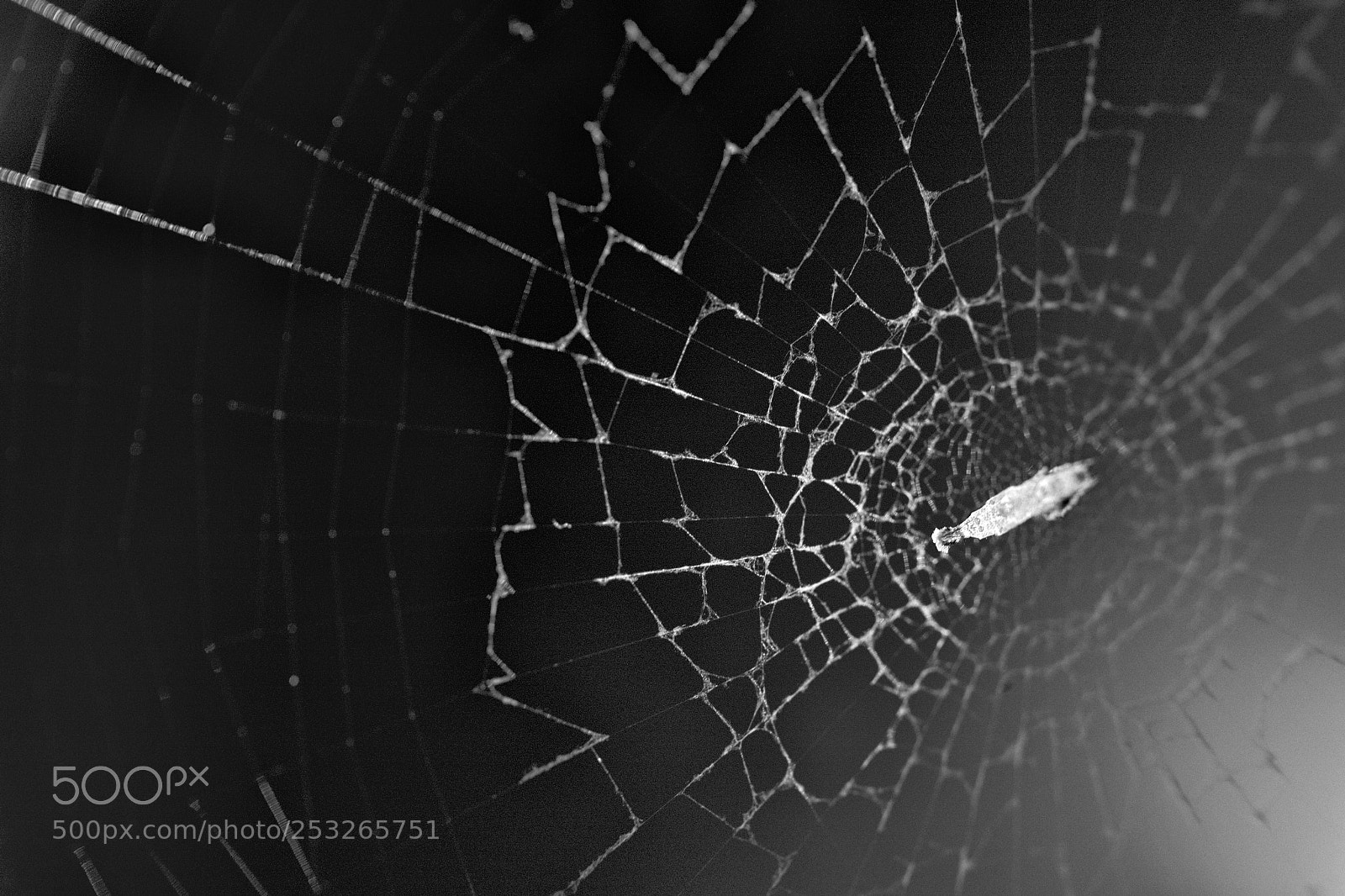 Canon EOS 5D Mark IV sample photo. Spider's web photography