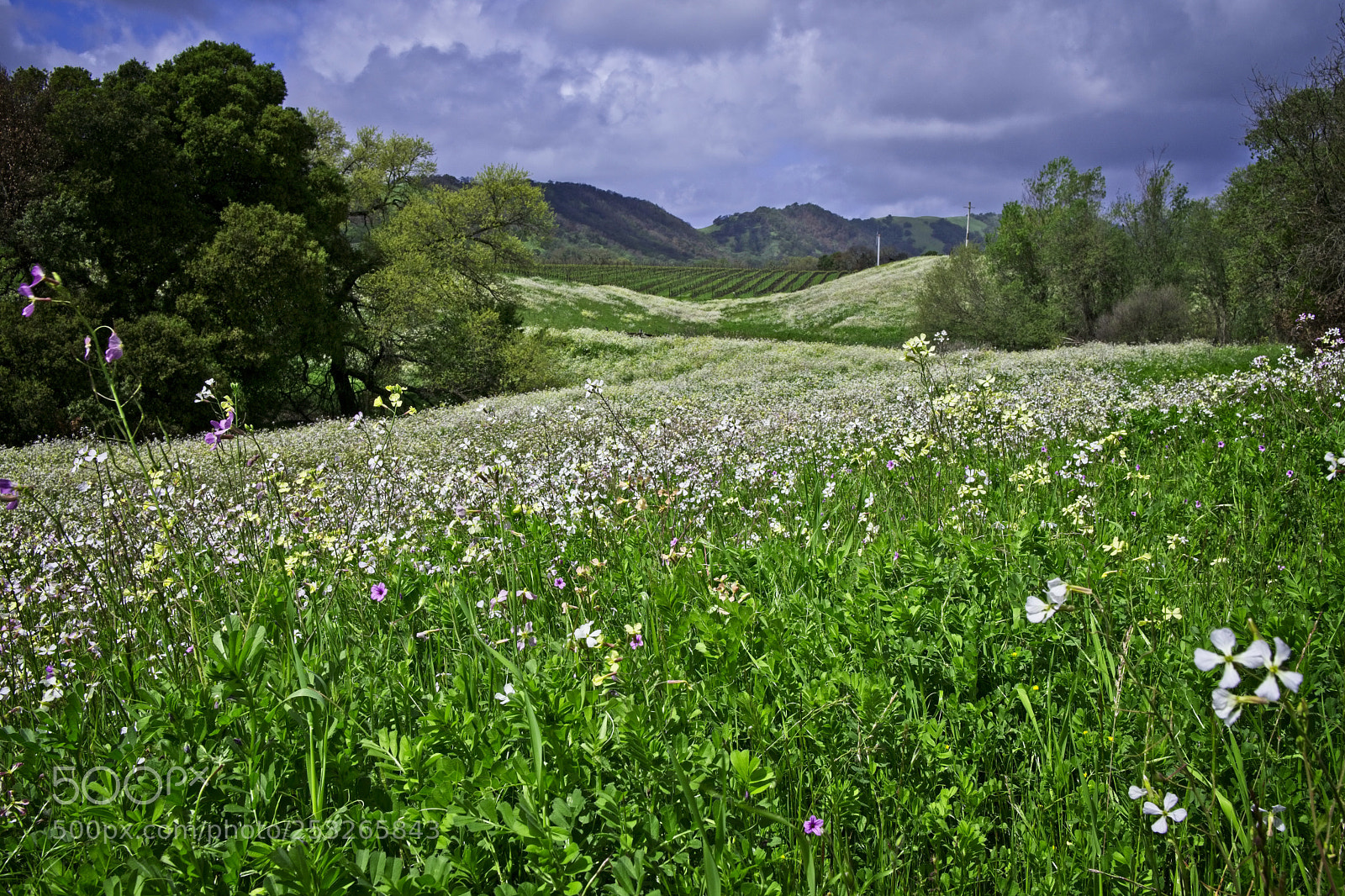 Fujifilm X-T2 sample photo. Wildflower country view photography