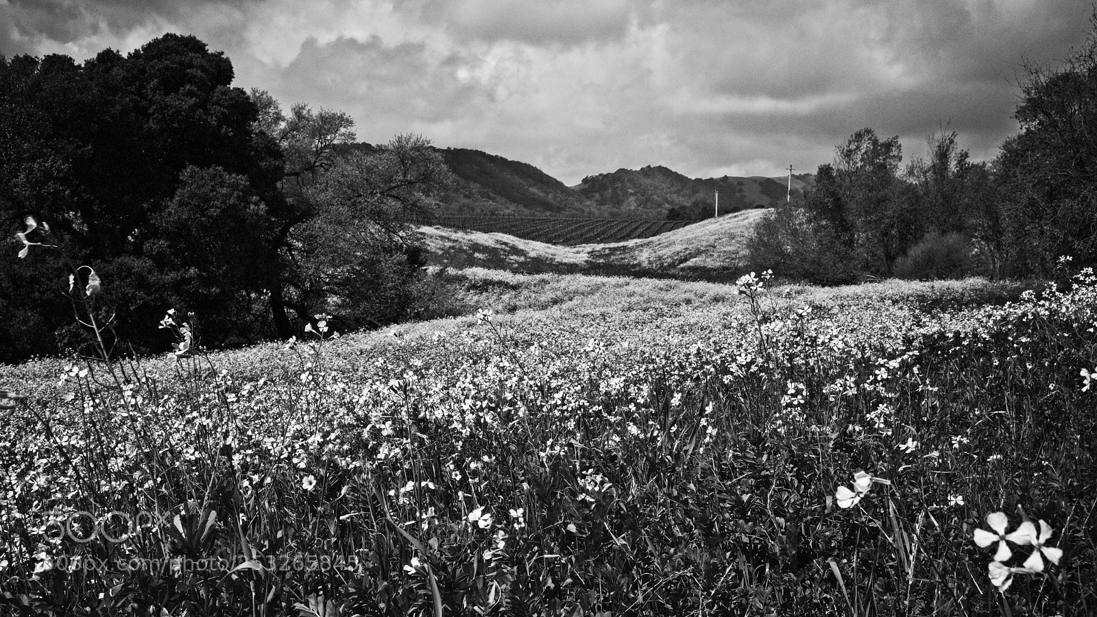 Fujifilm X-T2 sample photo. Countryside wildflowers photography