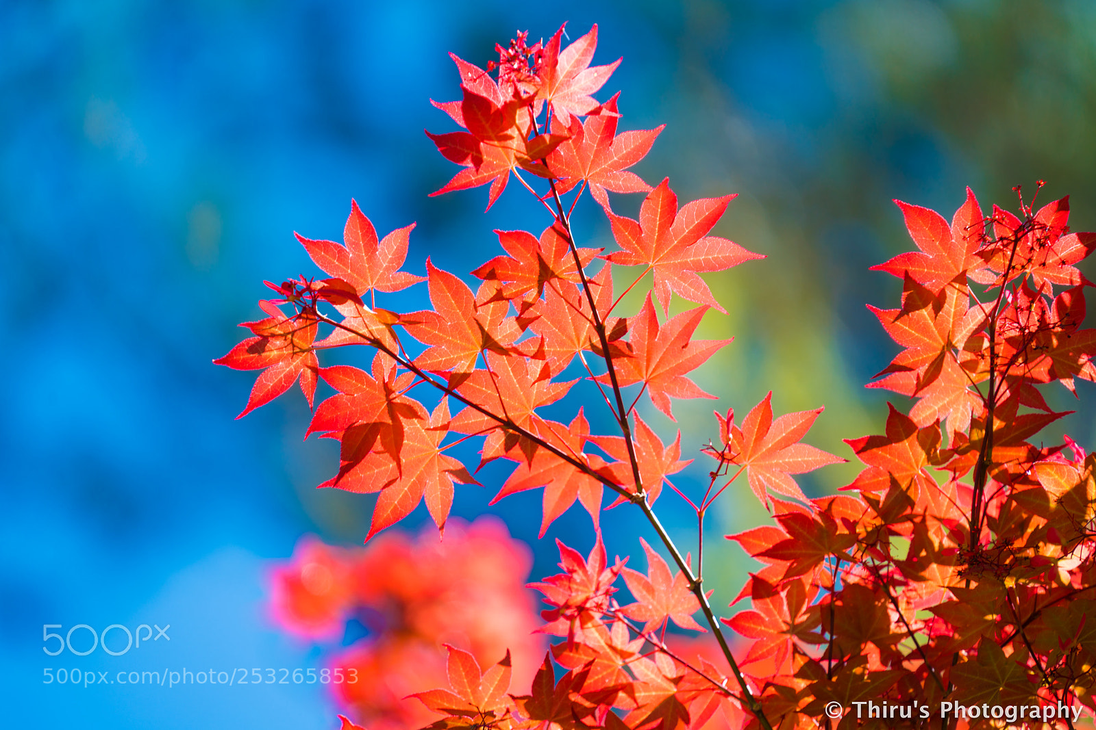 Sony a7R II sample photo. Beautiful morning! photography