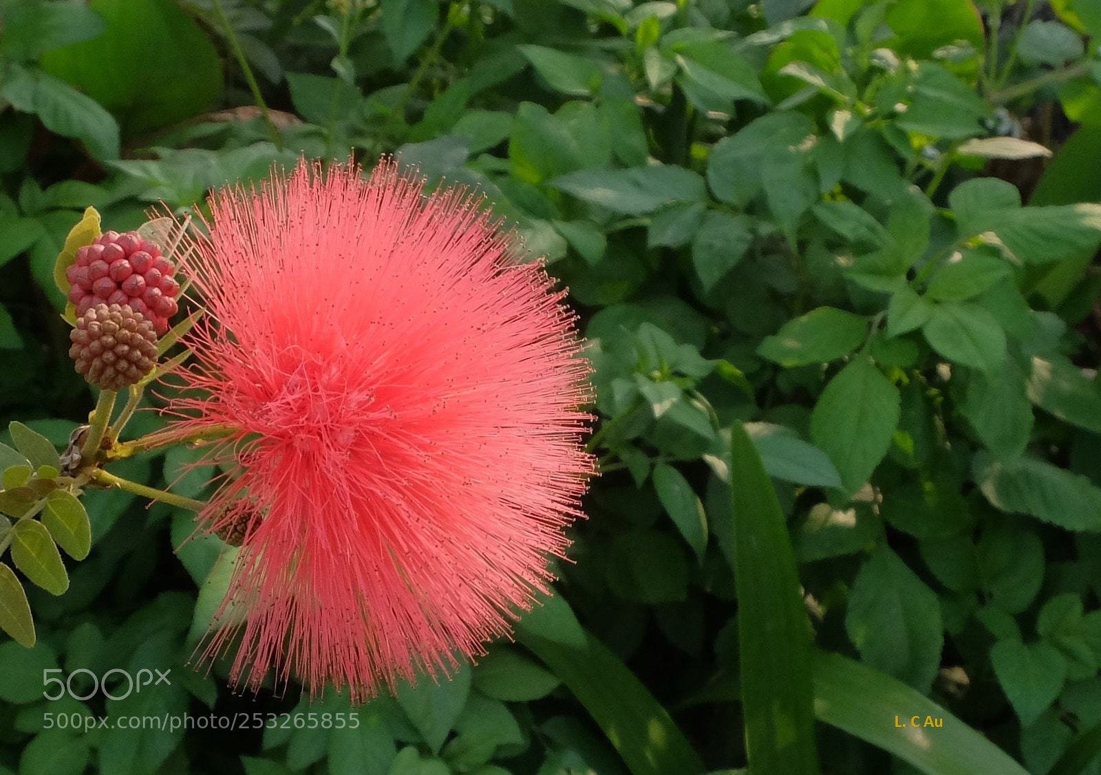 Fujifilm X30 sample photo. Powder-puff flower photography