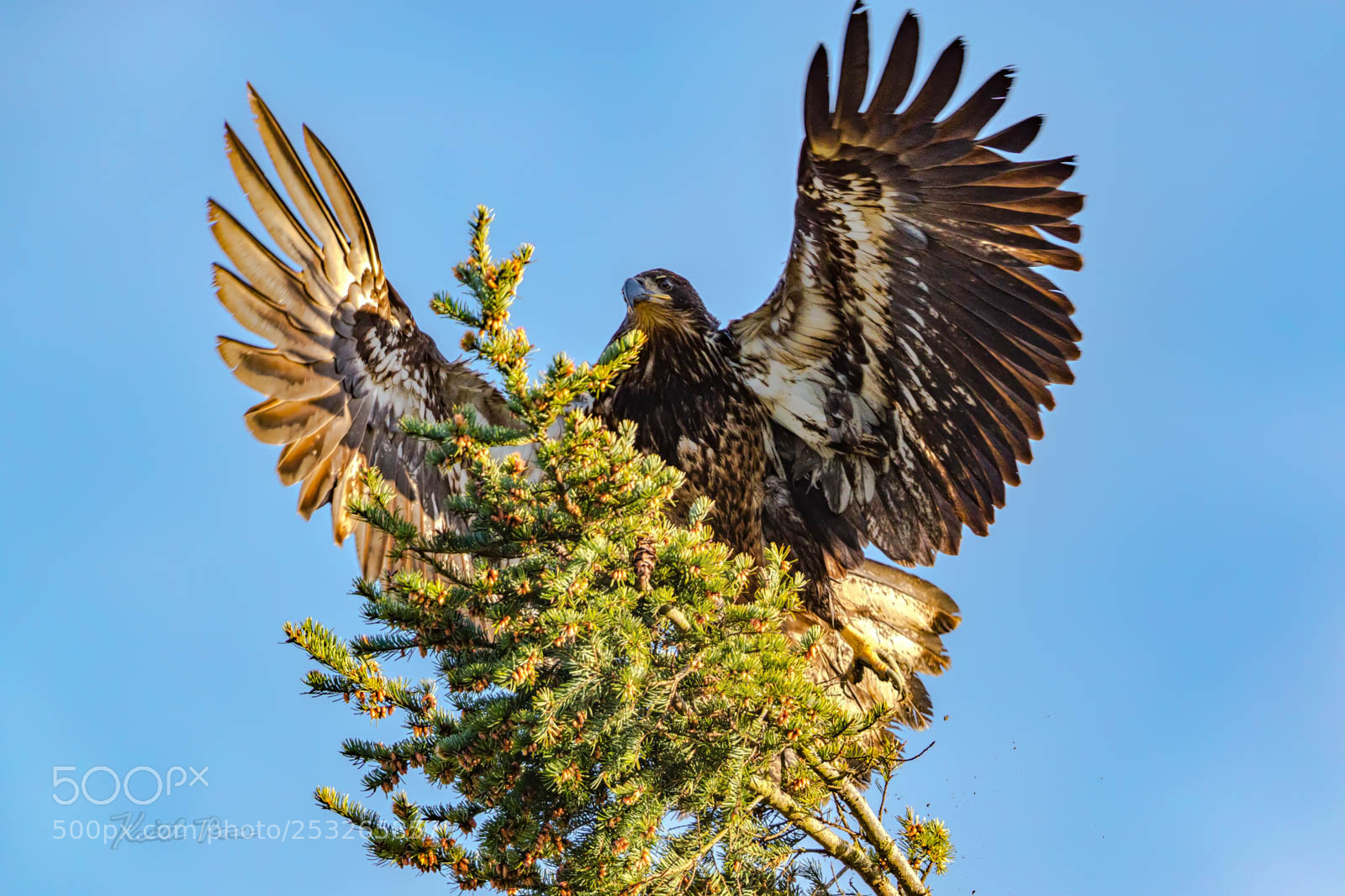 Canon EOS-1D X Mark II sample photo. 619. juvenile bald eagle photography