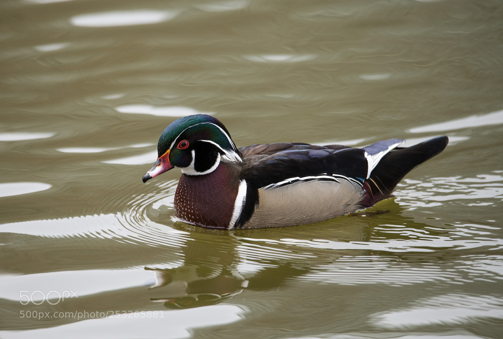 Nikon D850 sample photo. Wood duck photography