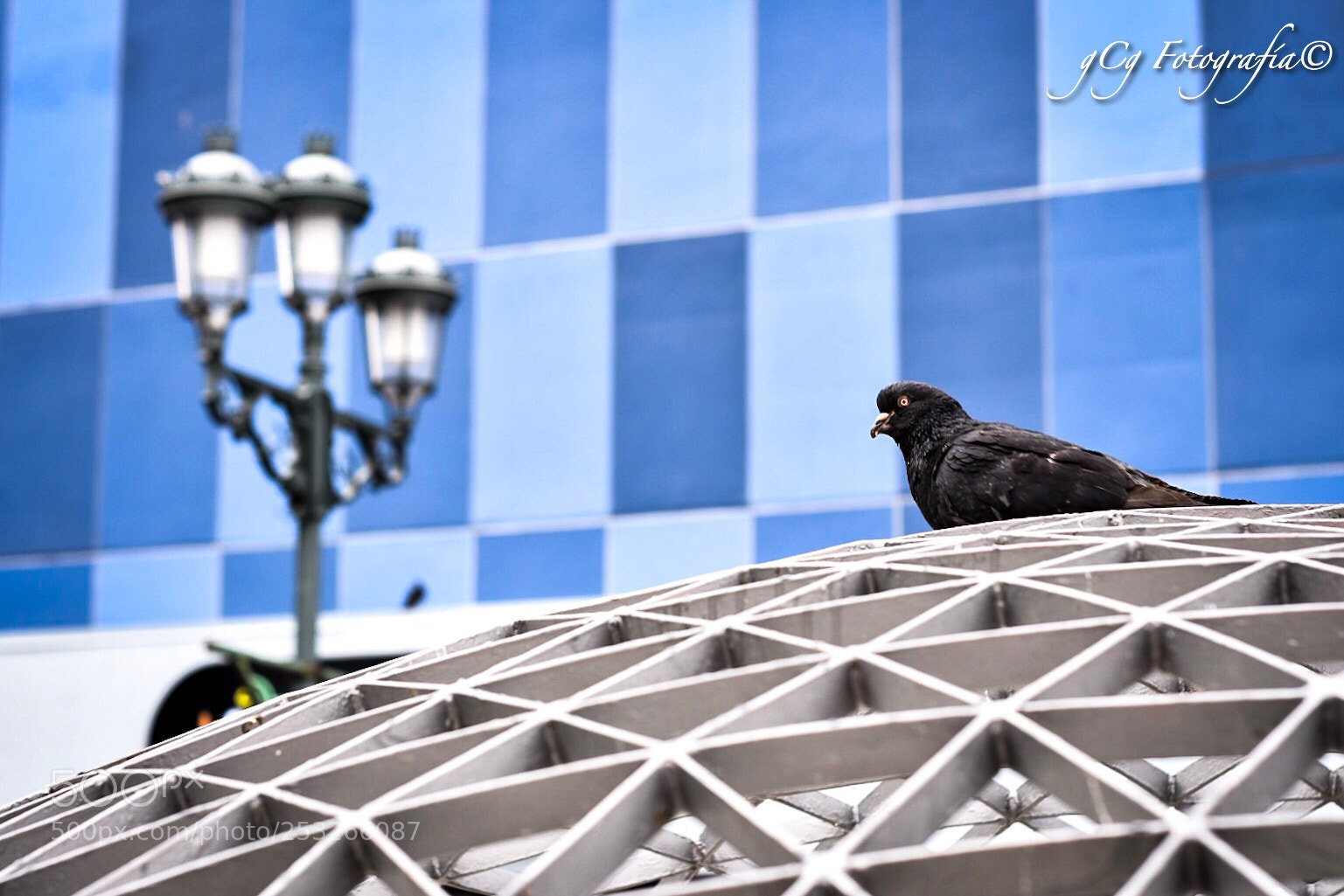 Nikon D5500 sample photo. Aves #fia2018 photography