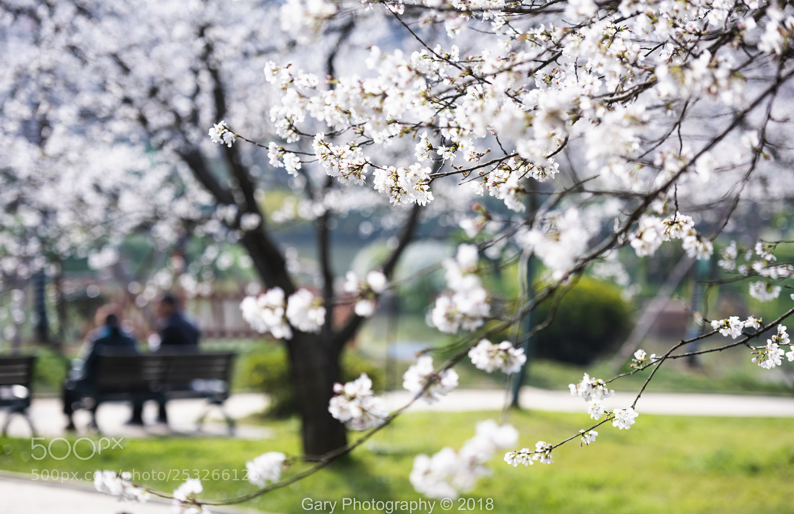 Nikon D810 sample photo. 樱花道 photography