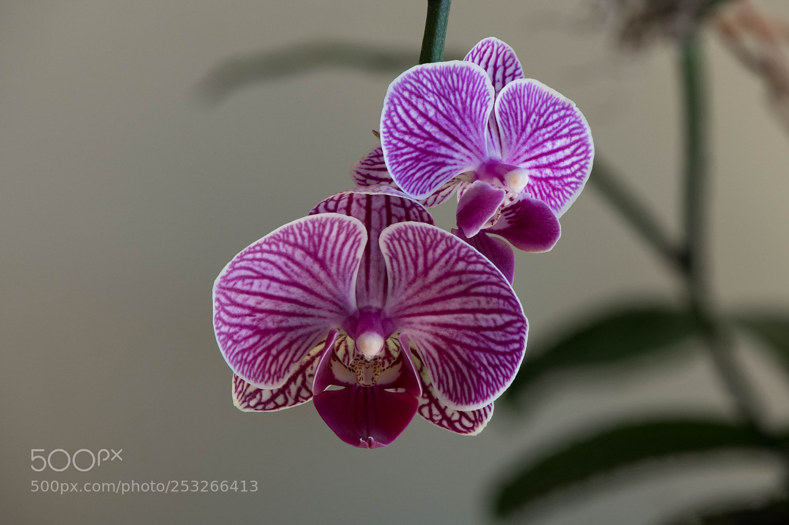 Nikon D850 sample photo. Happy and hale orchid photography