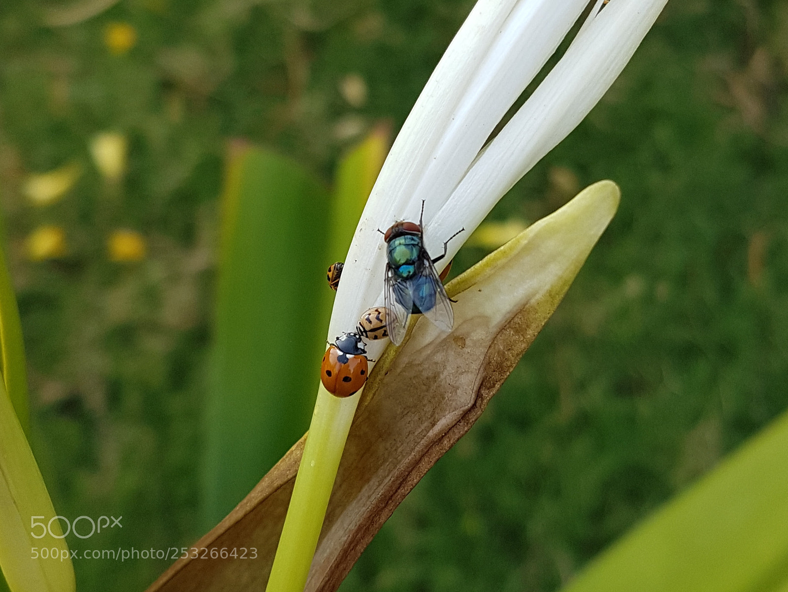 Samsung Galaxy S7 sample photo. Untitled photography
