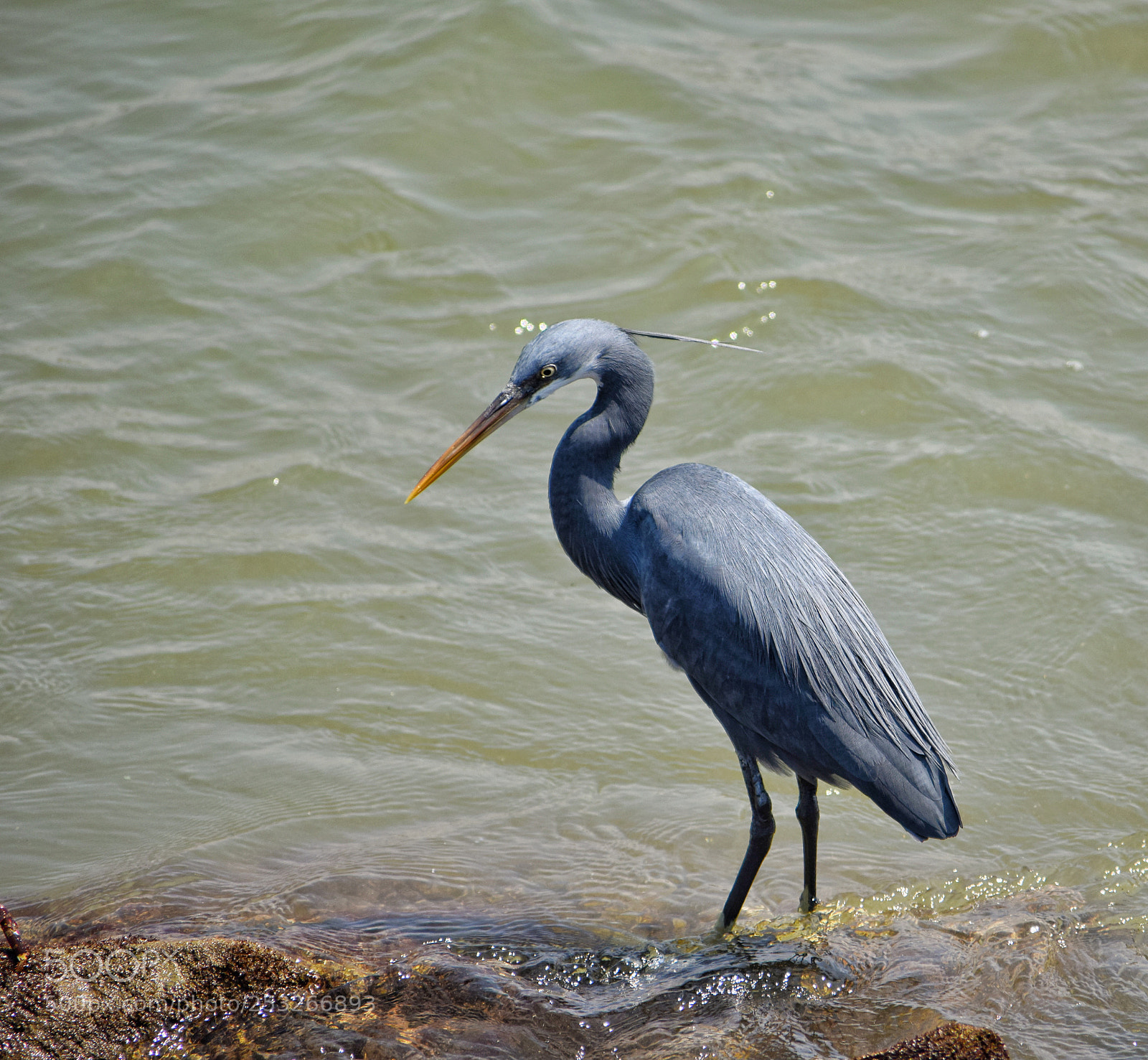 Nikon D5300 sample photo. Heron photography