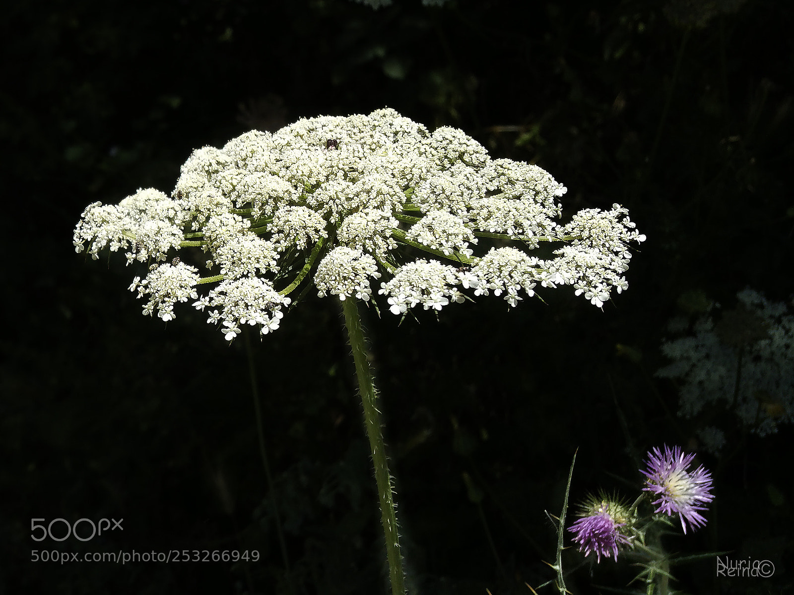 Samsung Galaxy Note4 sample photo. Thousand flowers photography