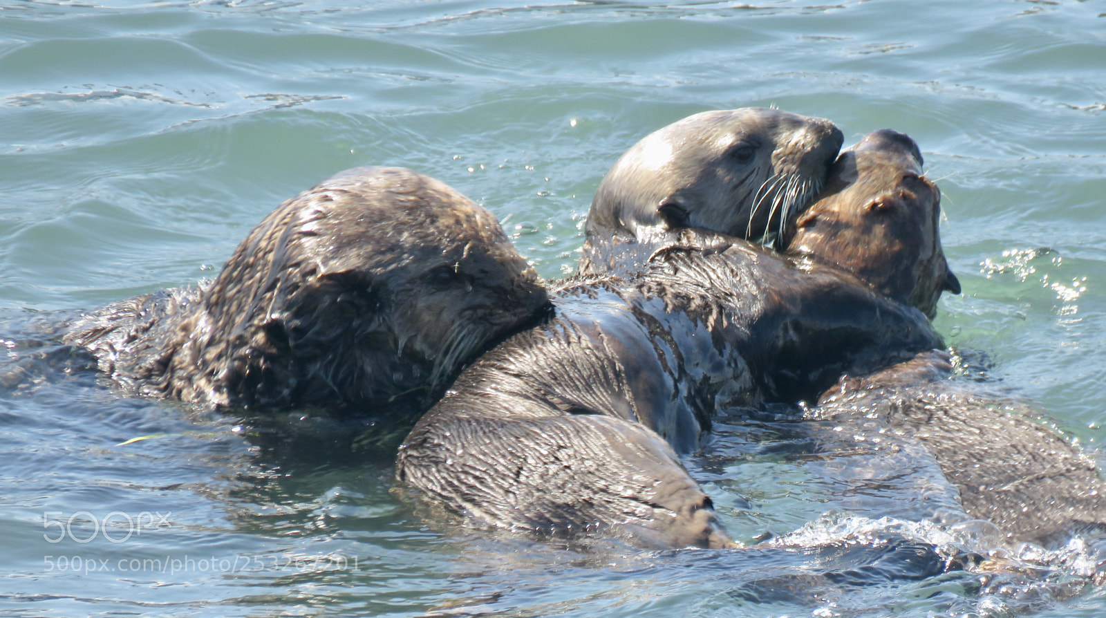 Canon PowerShot SX60 HS sample photo. Otter tangle photography
