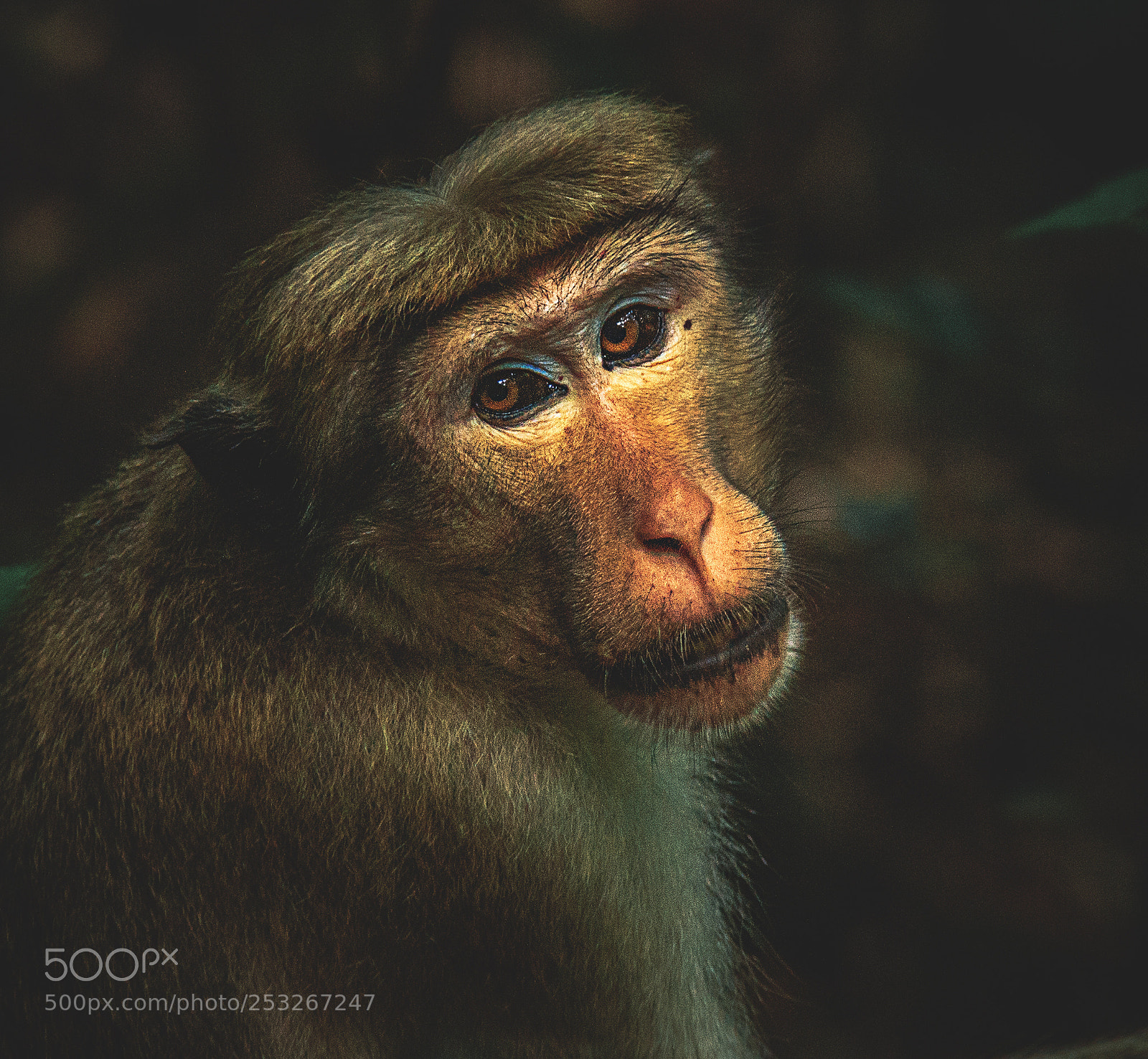 Canon EOS 600D (Rebel EOS T3i / EOS Kiss X5) sample photo. Toque macaque, pidurangala, sri photography