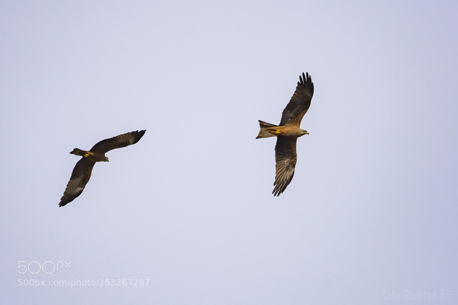 Nikon D7200 sample photo. 'black kite milvus migrans photography
