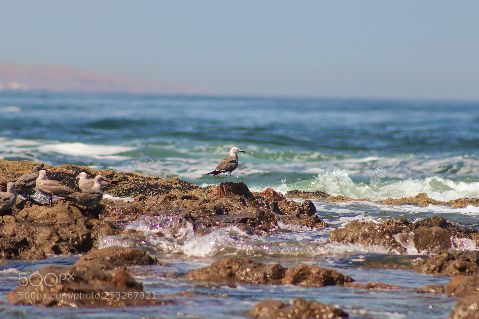 Canon EOS 1200D (EOS Rebel T5 / EOS Kiss X70 / EOS Hi) sample photo. Aves en las rocas photography