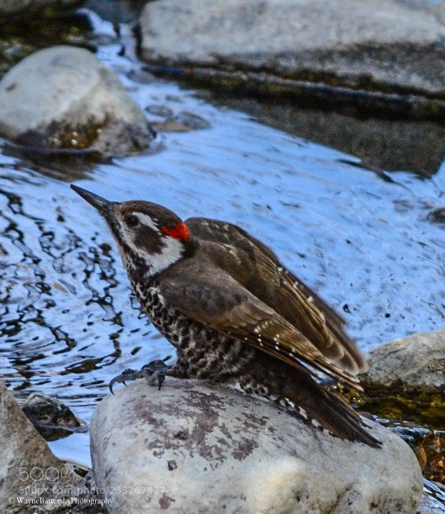 Nikon D7000 sample photo. Untitled photography