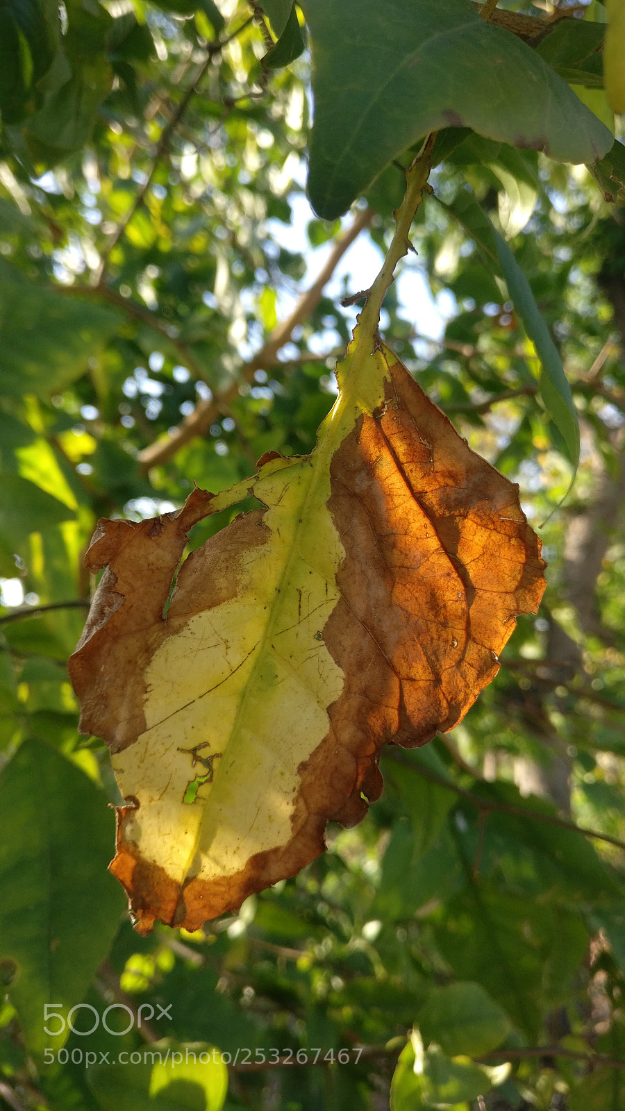 OnePlus A3003 sample photo. Two phases of life... photography