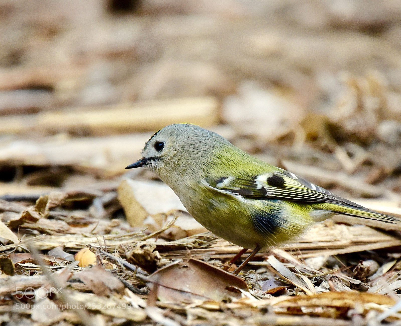 Nikon D7200 sample photo. Goldcrest photography