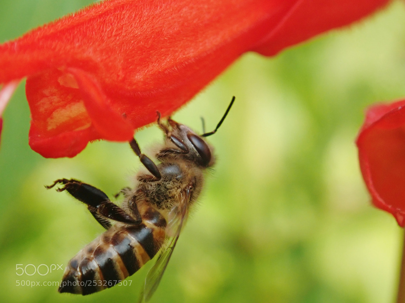 Olympus TG-5 sample photo. ? ? honey bee loves attention photography