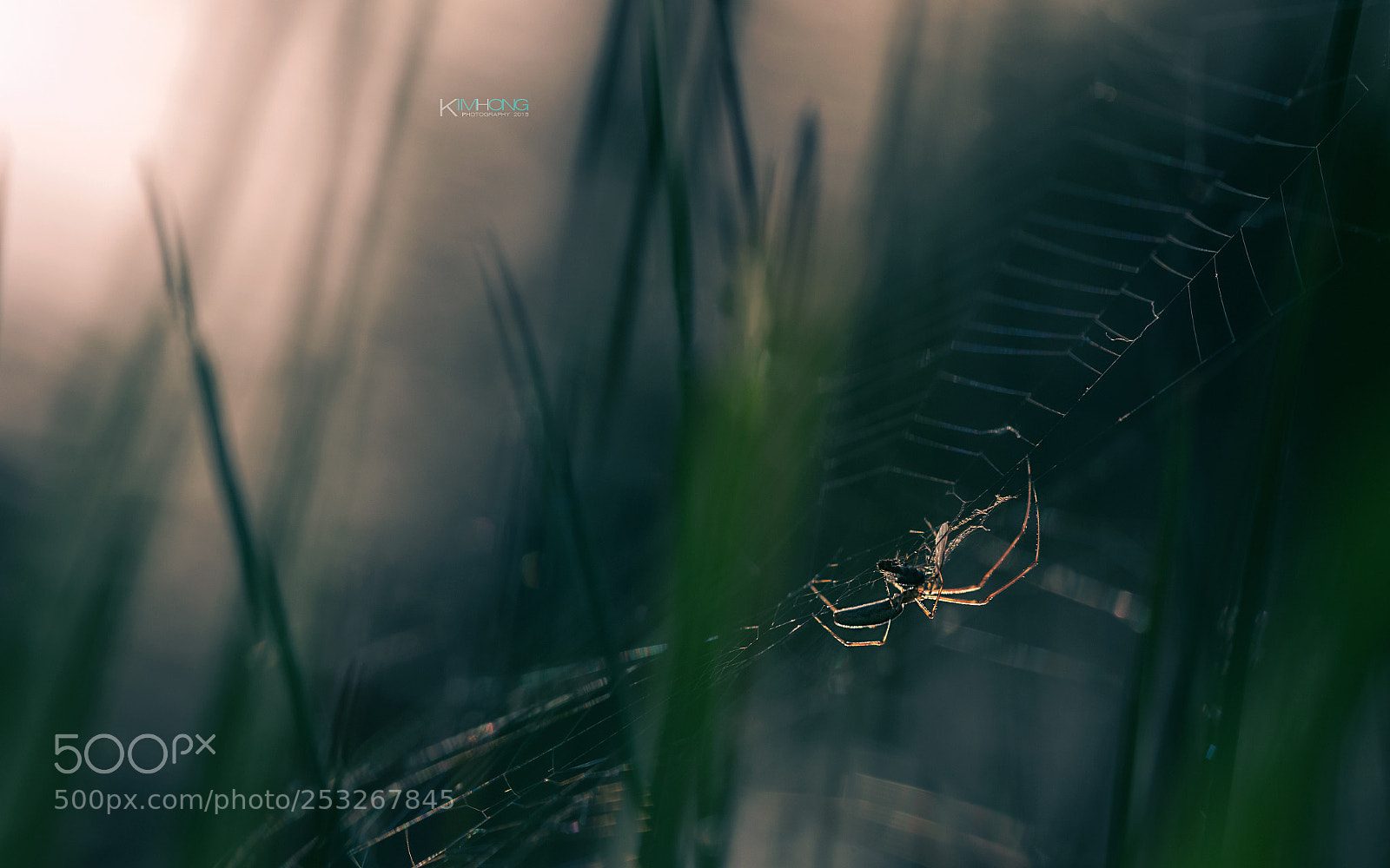 Sony a7R II sample photo. 蜘蛛的早晨 photography