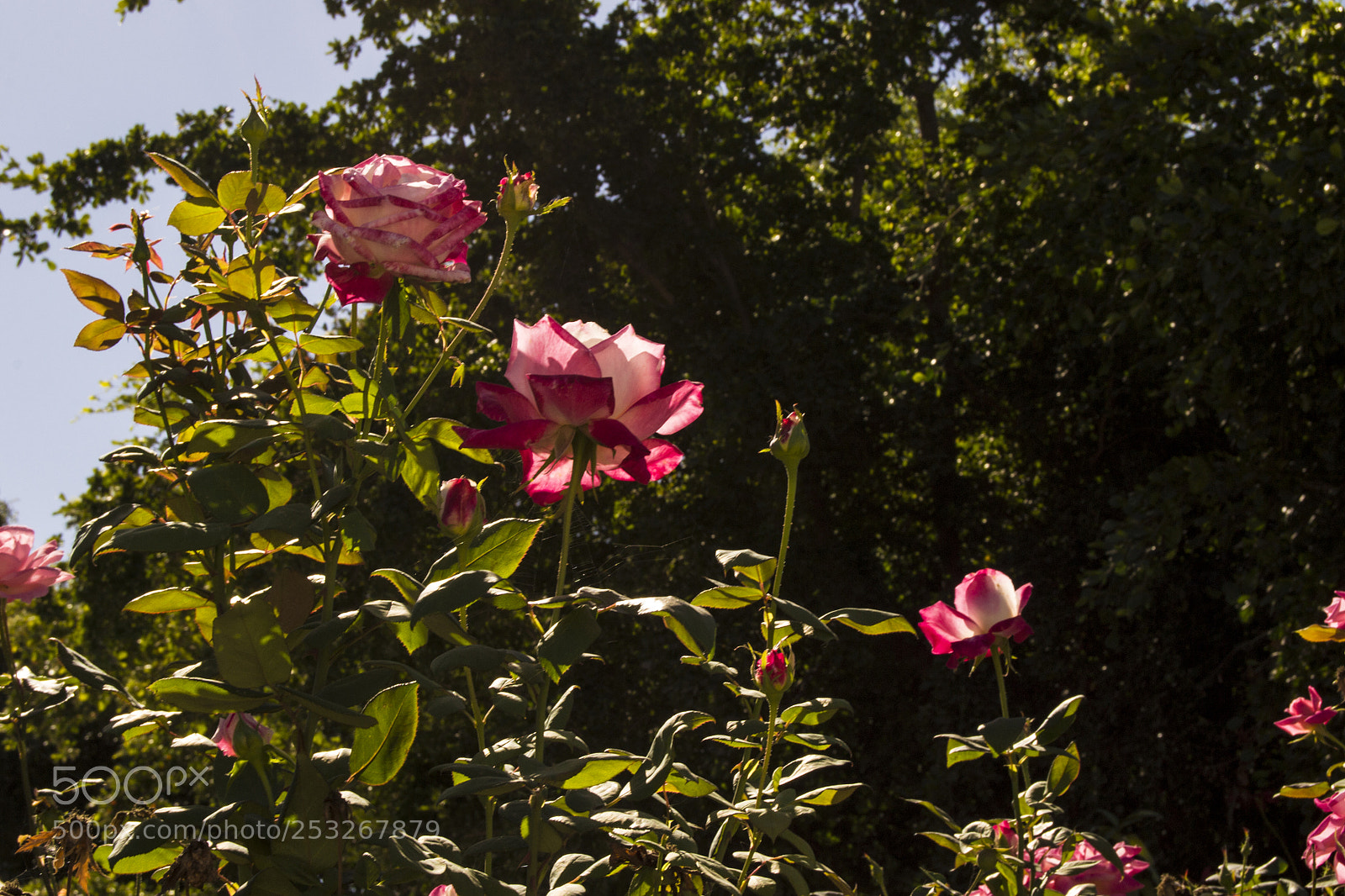 Nikon D3100 sample photo. Untitled photography