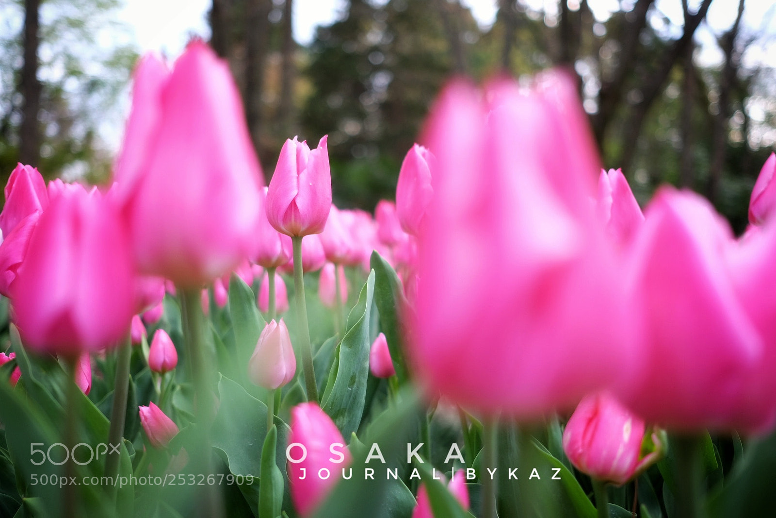 Fujifilm X-T1 sample photo. Tulip photography