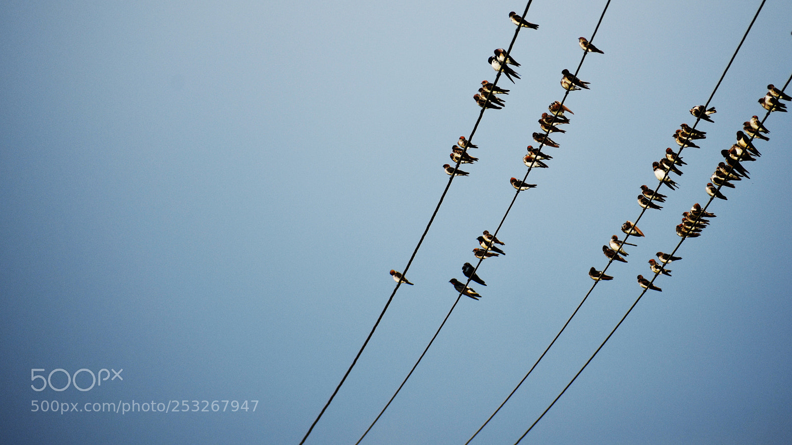 Nikon D3400 sample photo. Bulbul birds photography