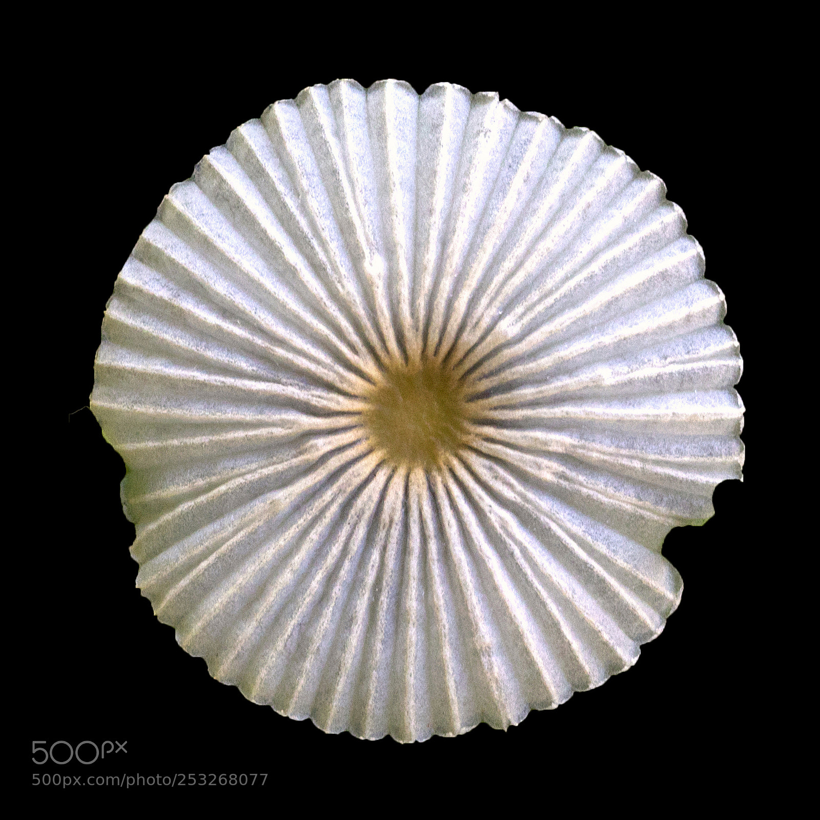 Canon EOS 5D Mark IV sample photo. Mashroom photography