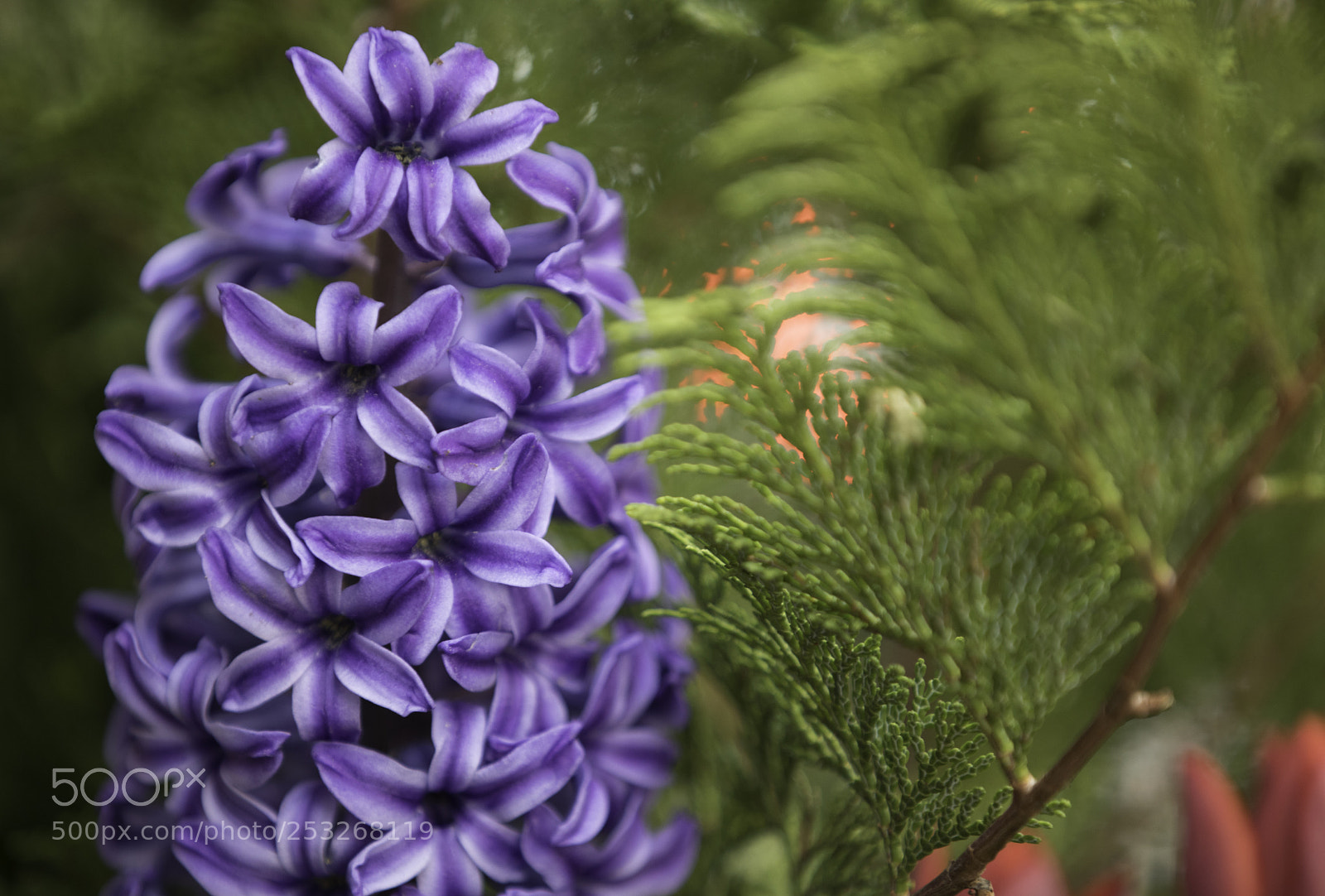 Canon EOS 5D Mark IV sample photo. Color, flowers, and spring photography