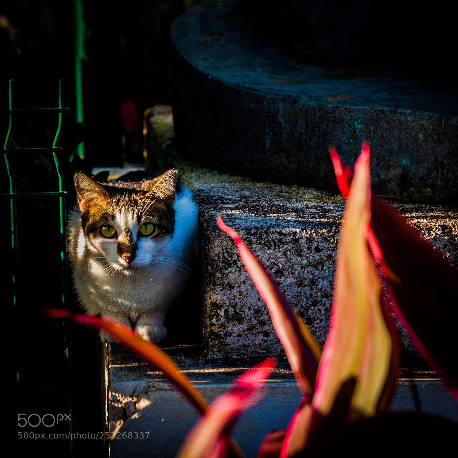 Canon EOS 50D sample photo. Cazador por herencia photography