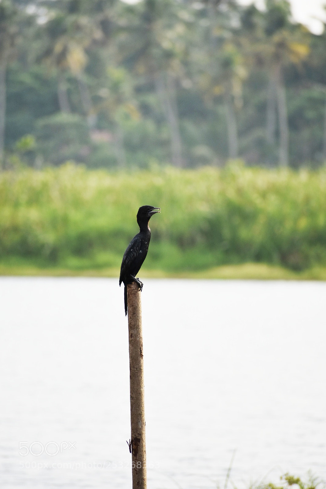 Nikon D3400 sample photo. Little cormorant, kakkattaravu photography