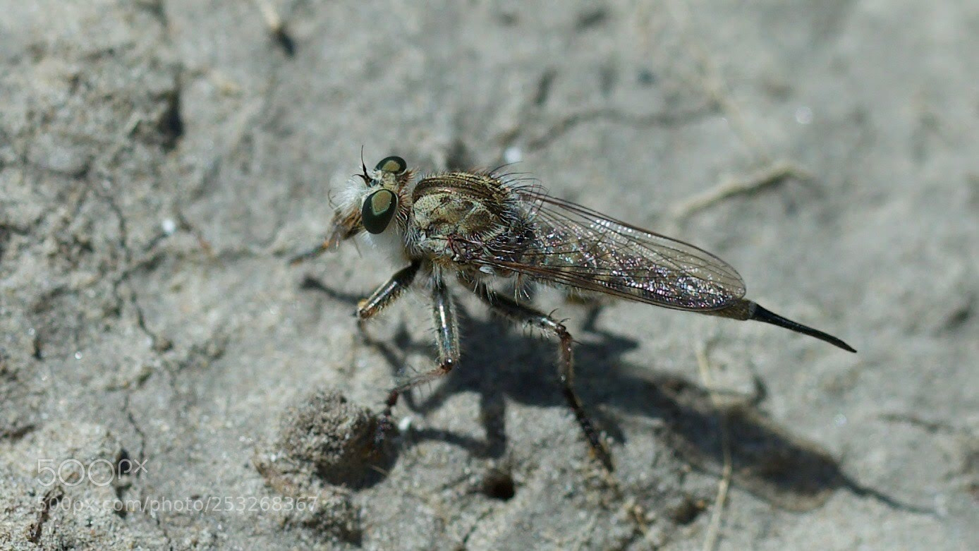 Canon EOS-1D X sample photo. Horse fly photography