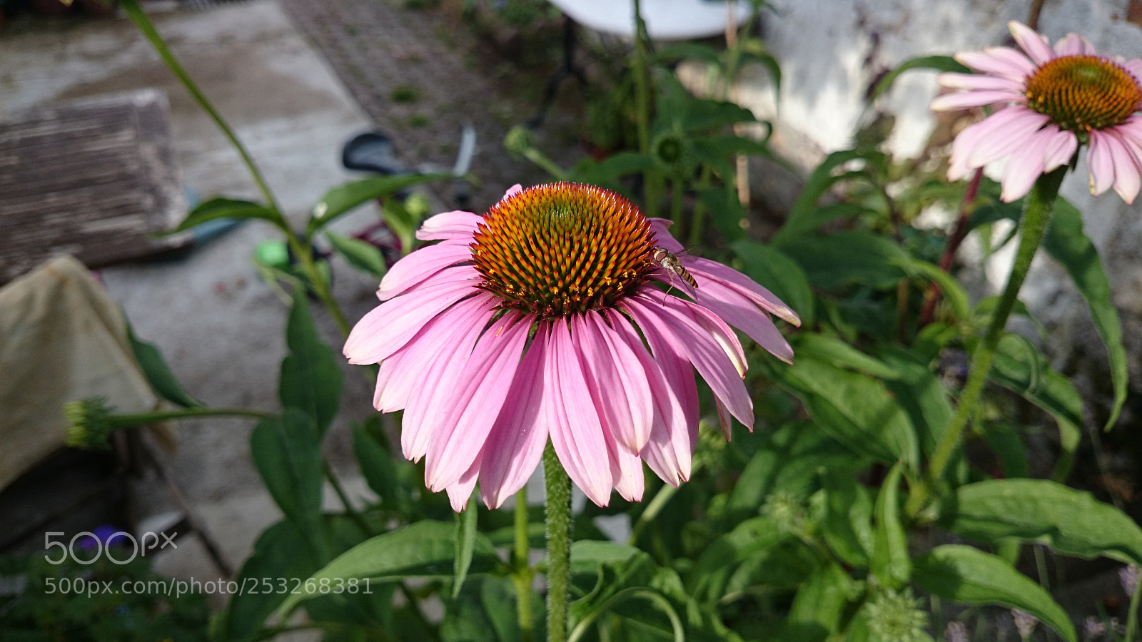 Sony Xperia Z2 sample photo. Untitled photography
