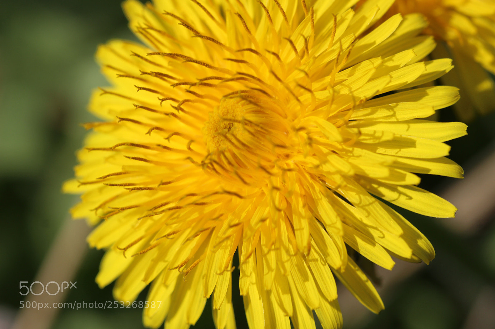 Canon EOS 600D (Rebel EOS T3i / EOS Kiss X5) sample photo. Elegant dandelion  photography