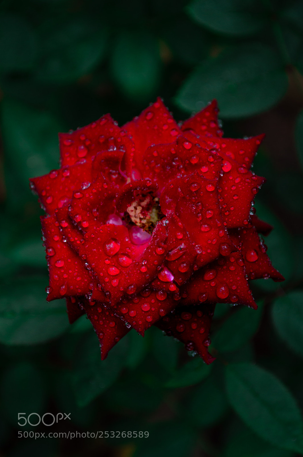 Nikon D3200 sample photo. Red flower photography