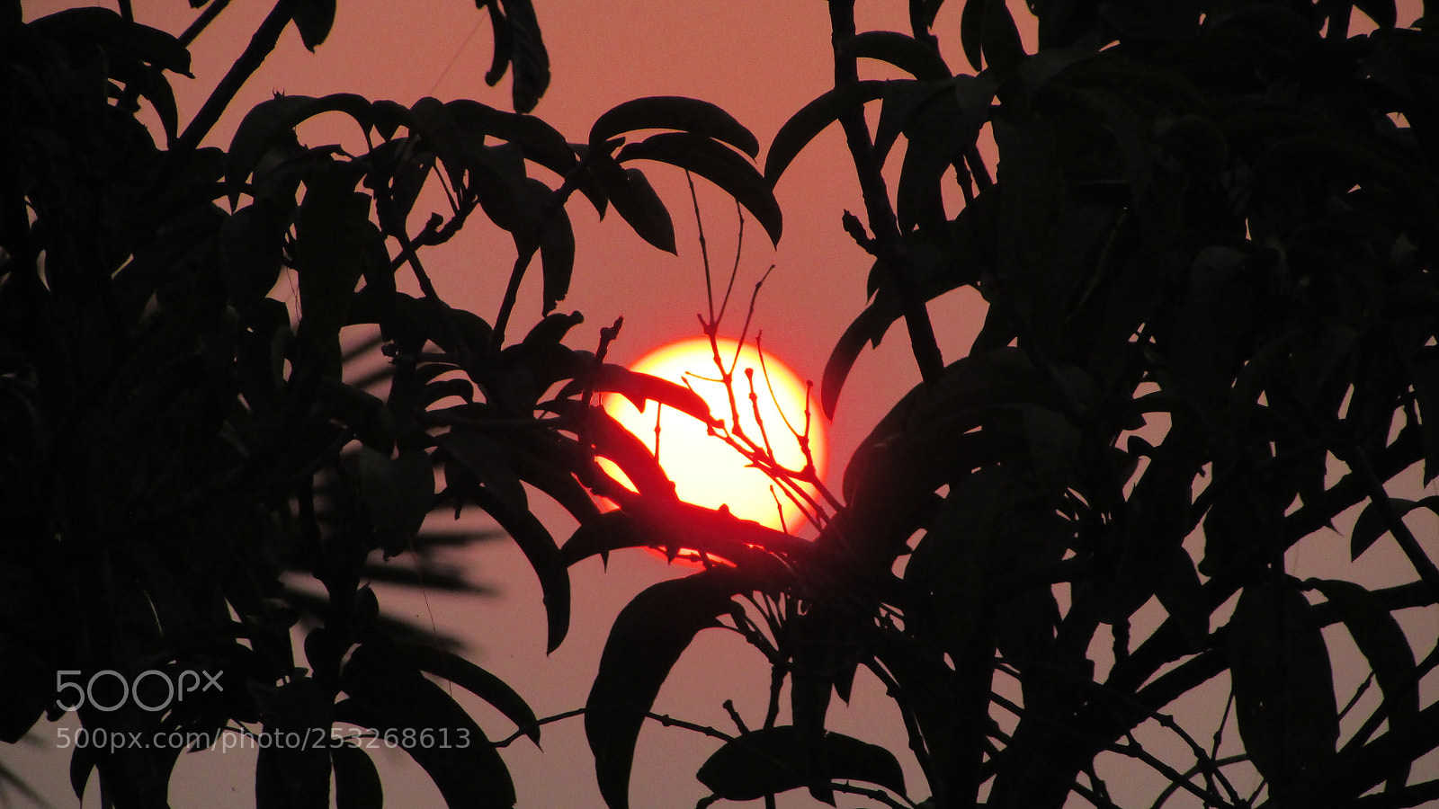Canon PowerShot SX400 IS sample photo. Look behind the leaves.. photography