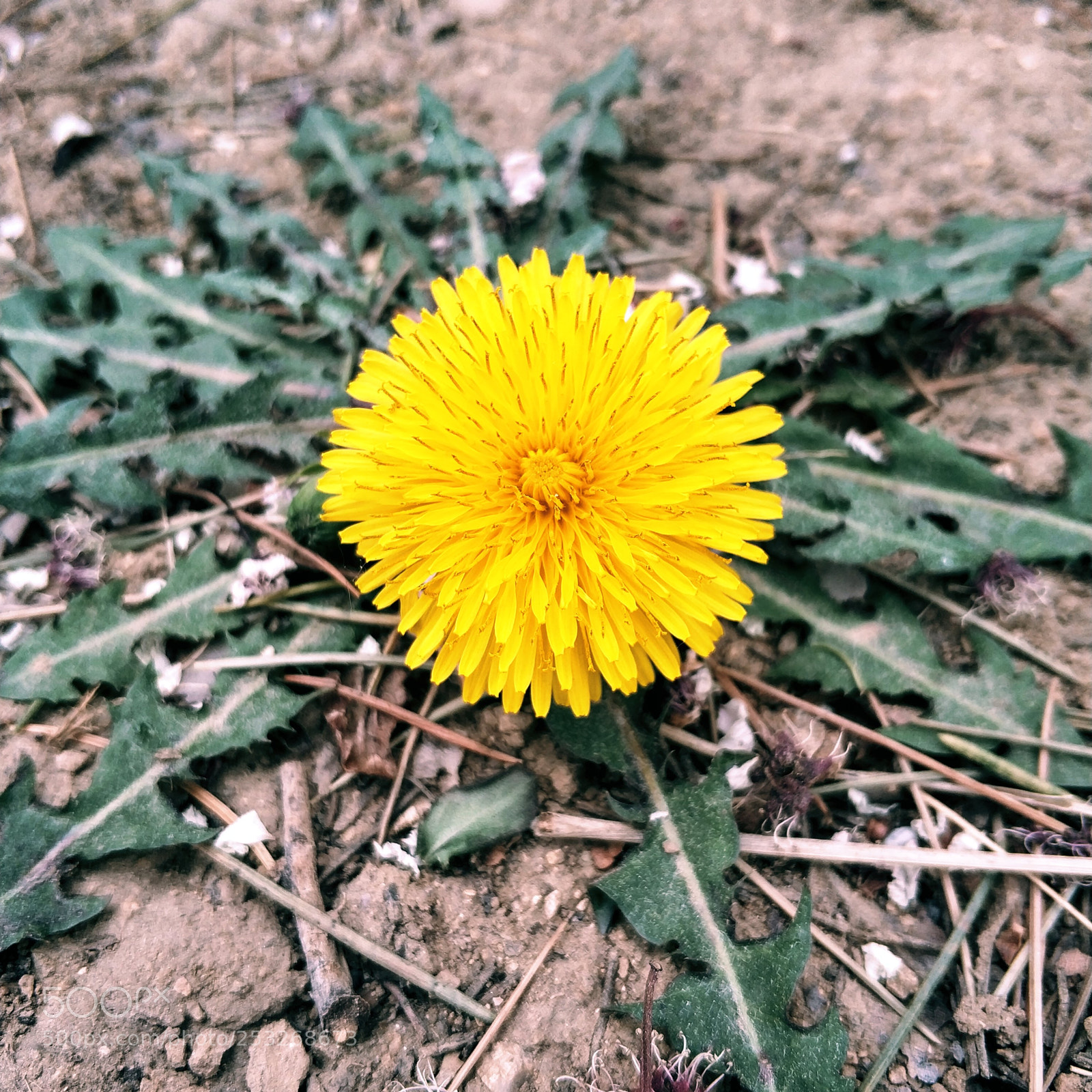 Xiaomi Mi Note 3 sample photo. 这个世界是美好的 photography