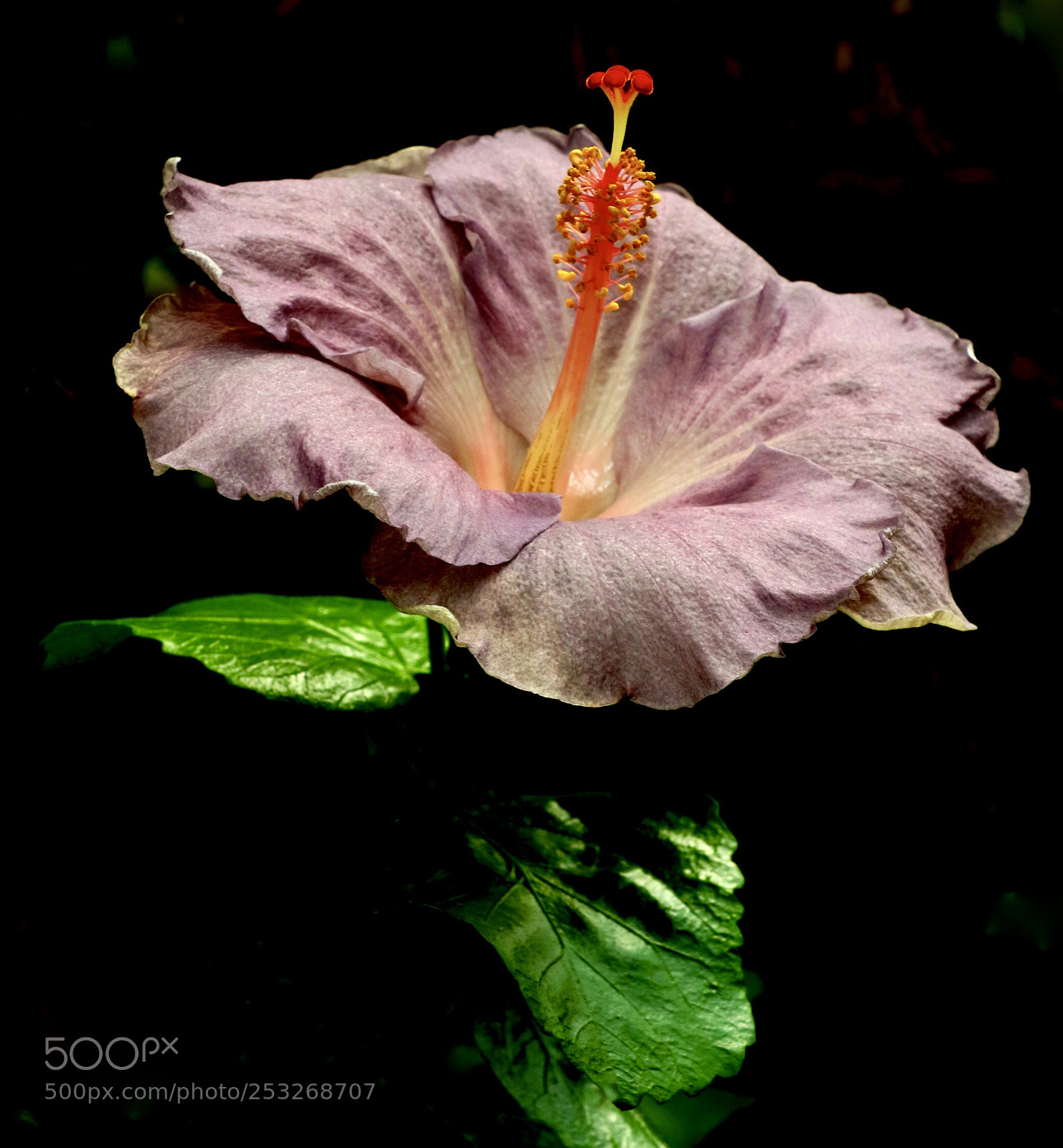 Canon EOS 7D Mark II sample photo. Hibiscus photography