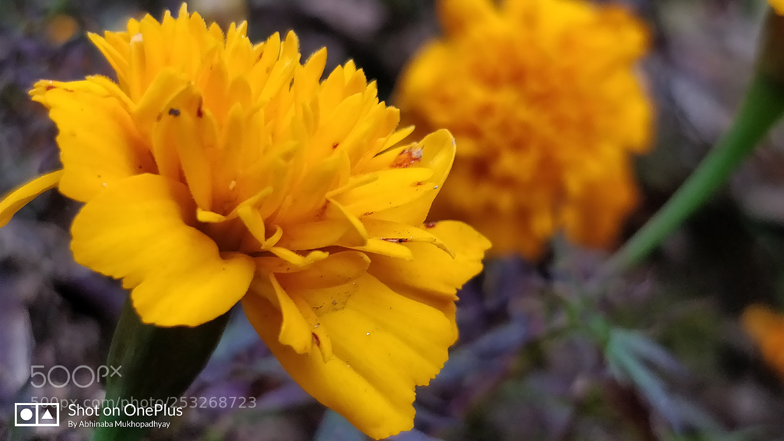 OnePlus 5 sample photo. Untitled photography
