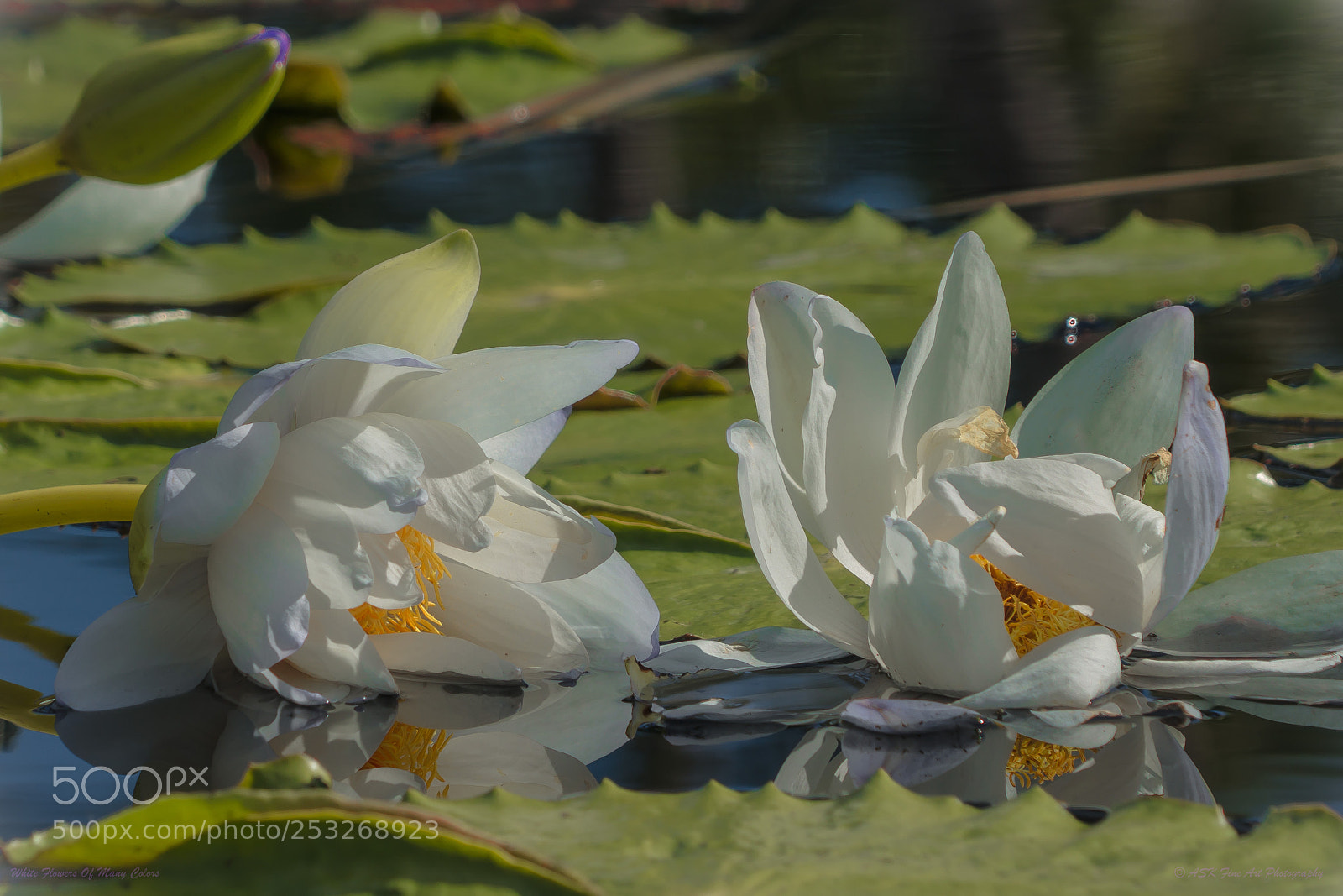 Sony Alpha NEX-6 sample photo. White flowers of many photography